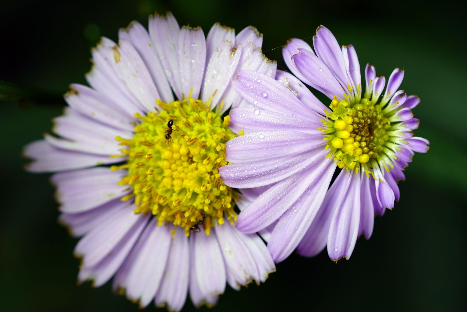 Sony a7R III + Sony FE 90mm F2.8 Macro G OSS sample photo. Wildflower, wild, flower photography