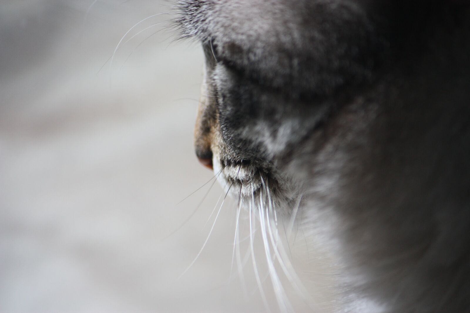 Canon EOS 450D (EOS Rebel XSi / EOS Kiss X2) sample photo. Cat, feline, tabby photography