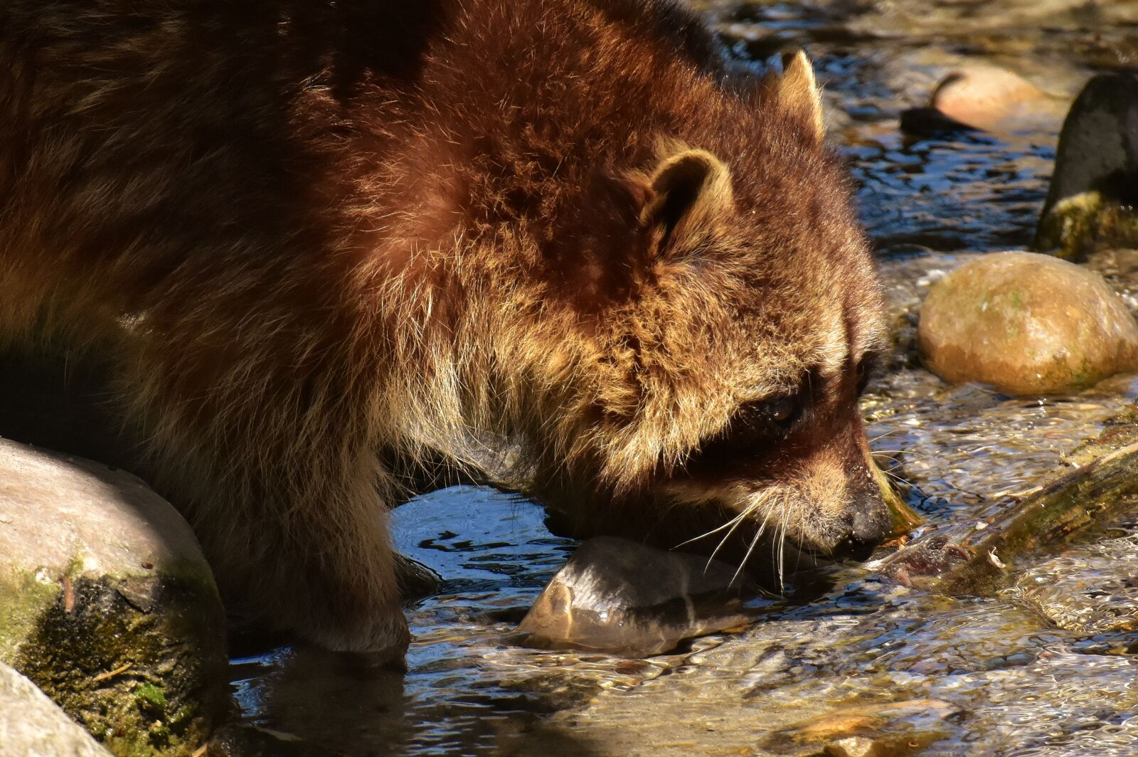 Nikon D7200 sample photo. Raccoon, wild animal, furry photography