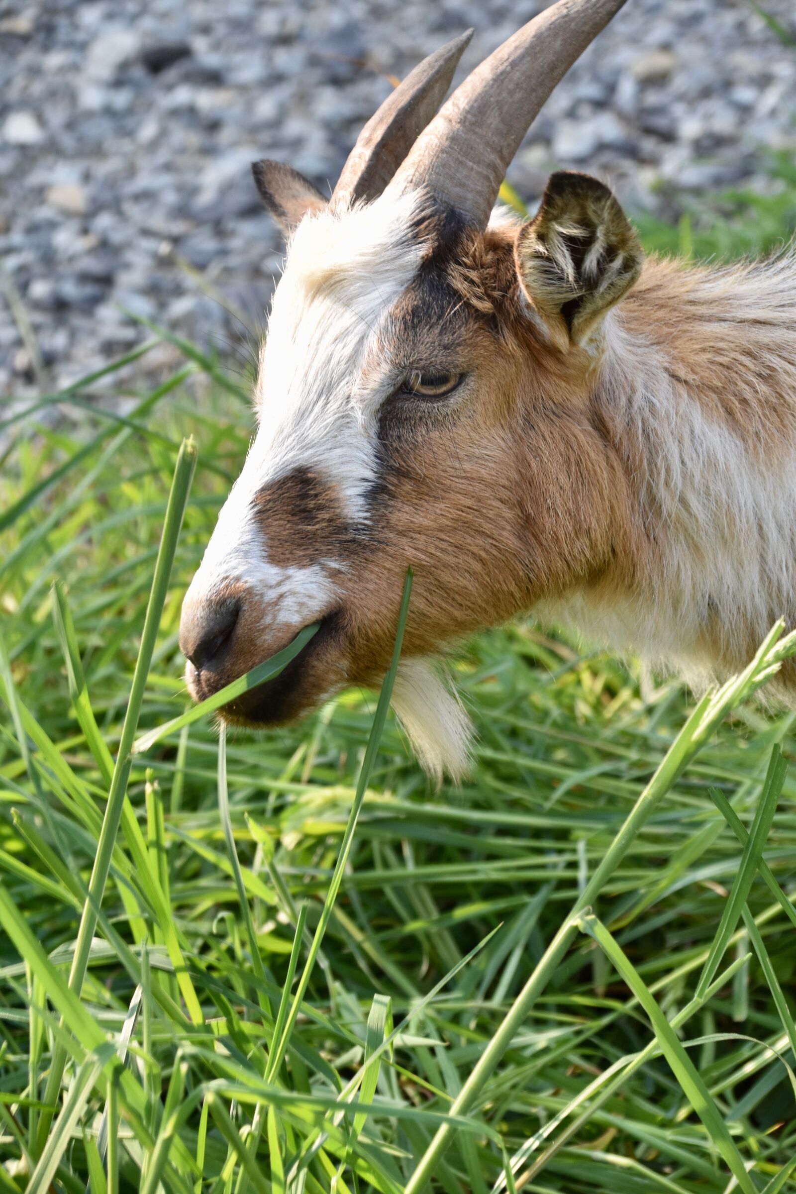 Nikon D5600 sample photo. Goat, goat horns, ruminants photography