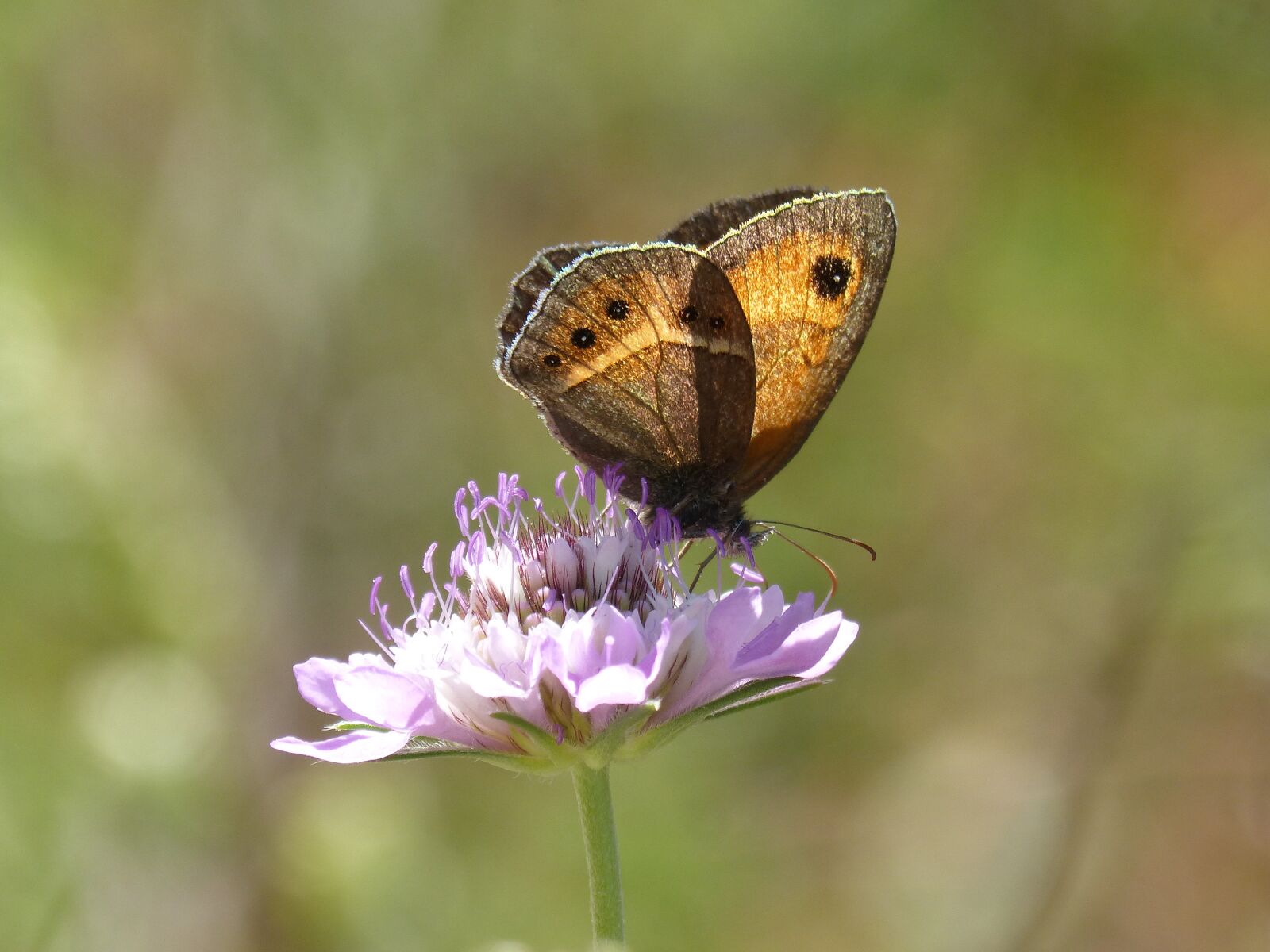 Panasonic DMC-FZ62 sample photo. Lobito list, butterfly, pyronia photography
