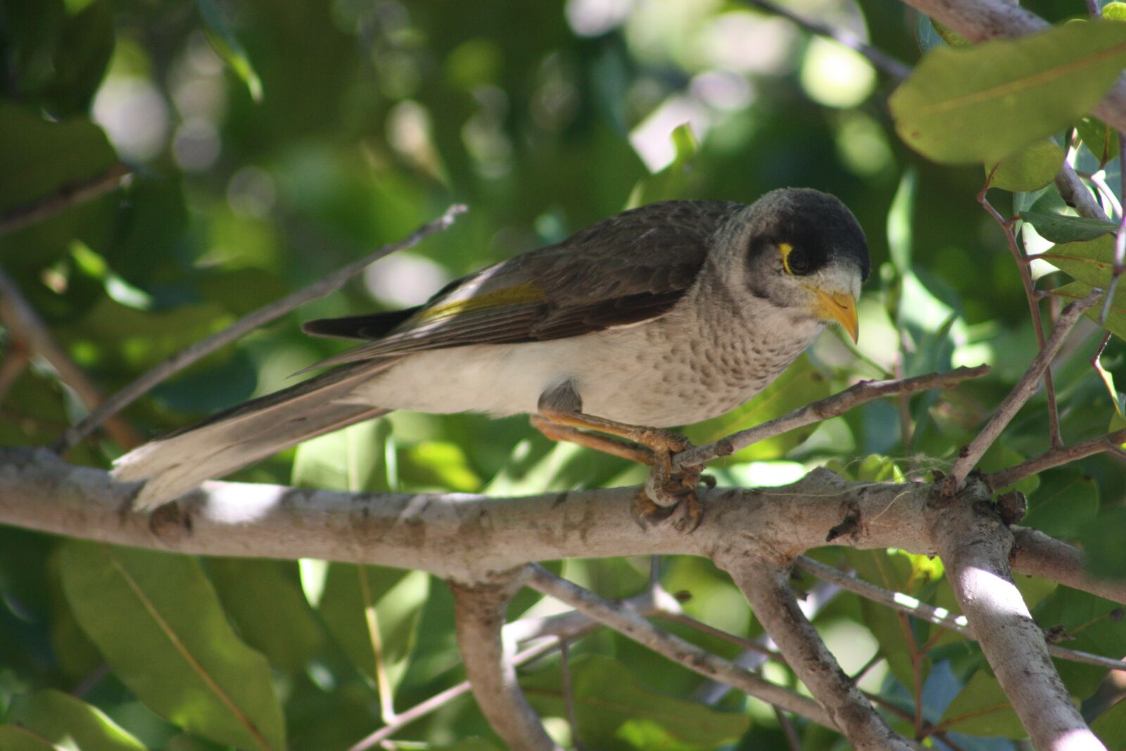 Canon EOS 1000D (EOS Digital Rebel XS / EOS Kiss F) sample photo. Noisy miner, bird, brisbane photography