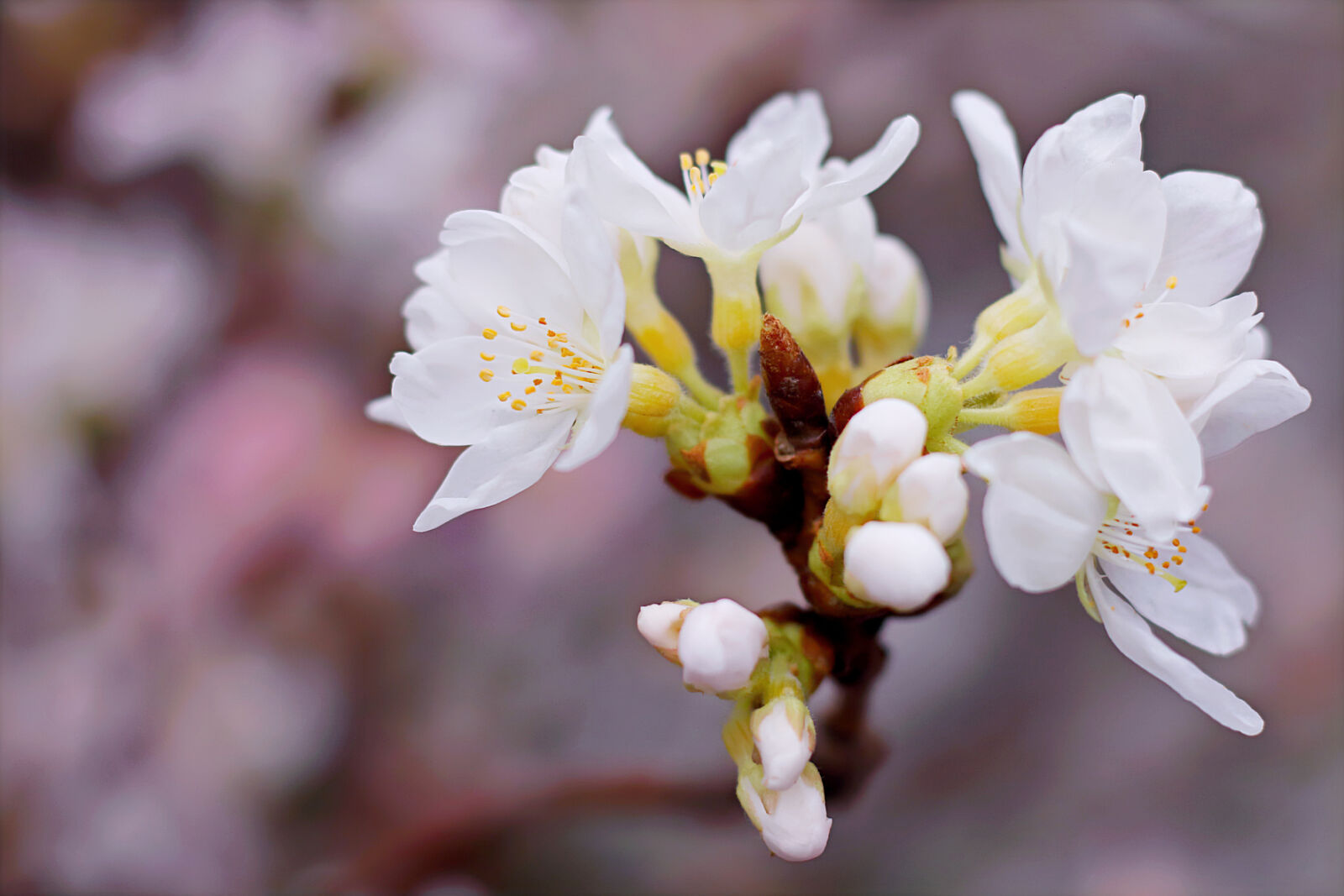 Canon EOS 70D + Canon EF 50mm F1.8 STM sample photo