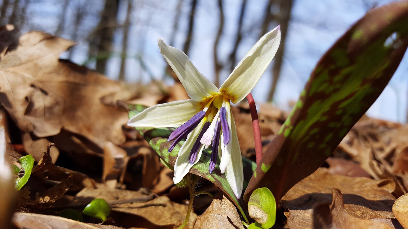 Samsung Galaxy S6 sample photo. Erythronium dens canis, dog's photography