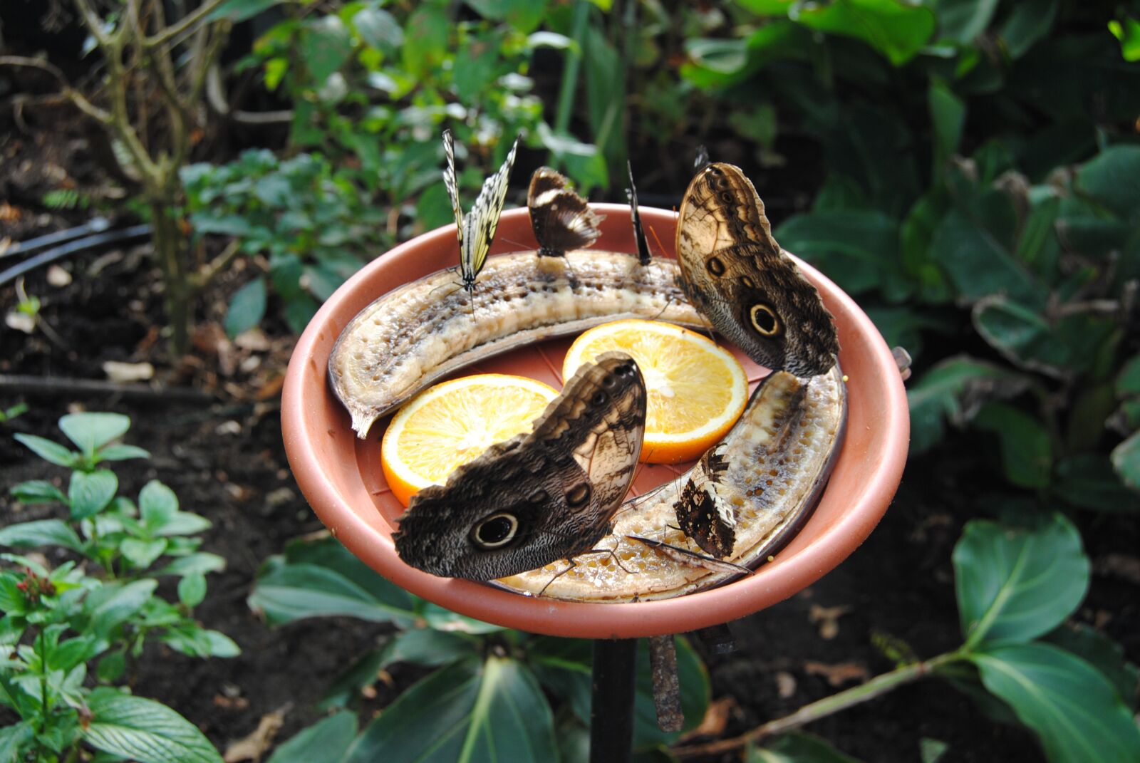 Nikon D3000 sample photo. Butterfly, feeding, wings photography