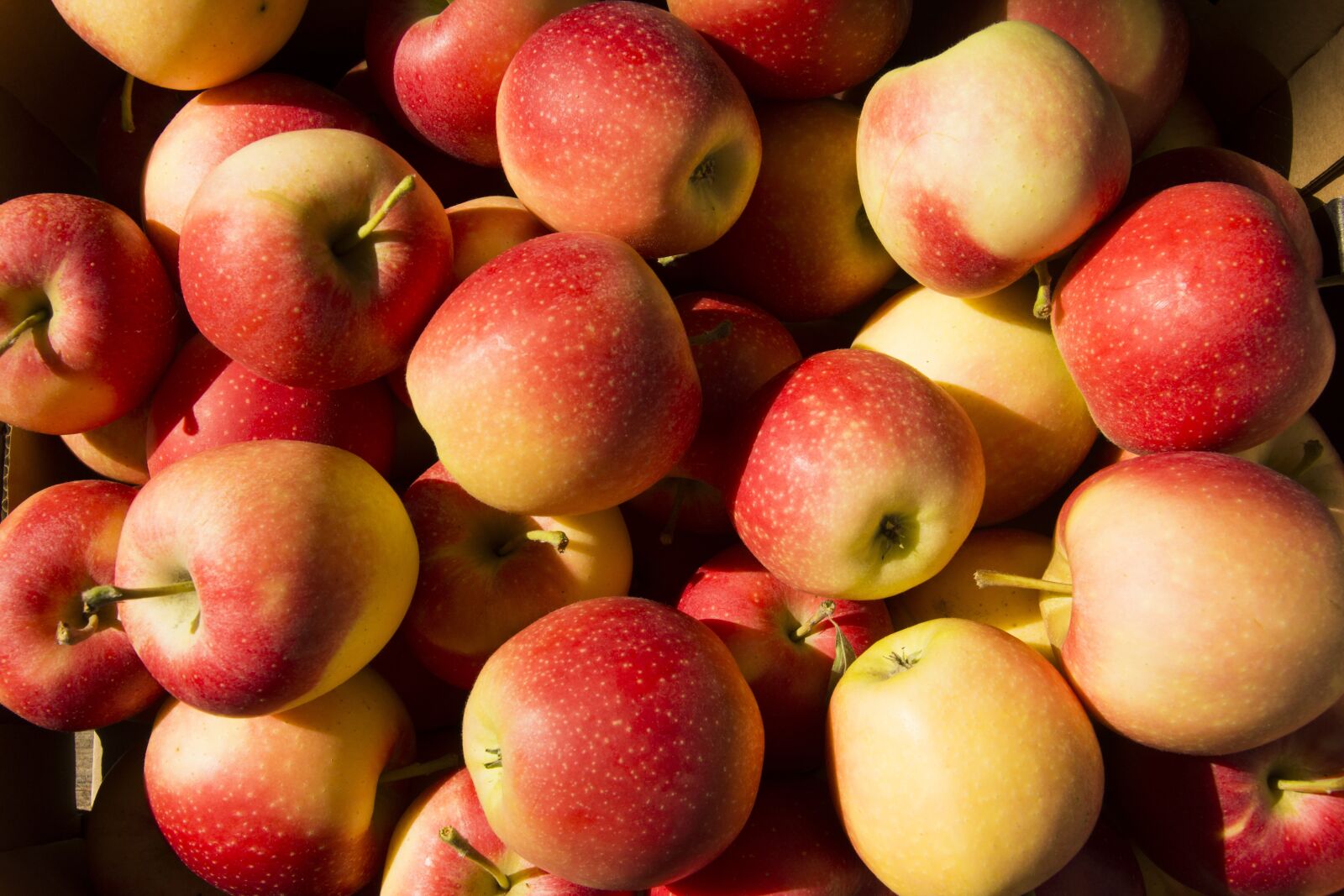Nikon D5200 sample photo. Fruit, apple, apples photography
