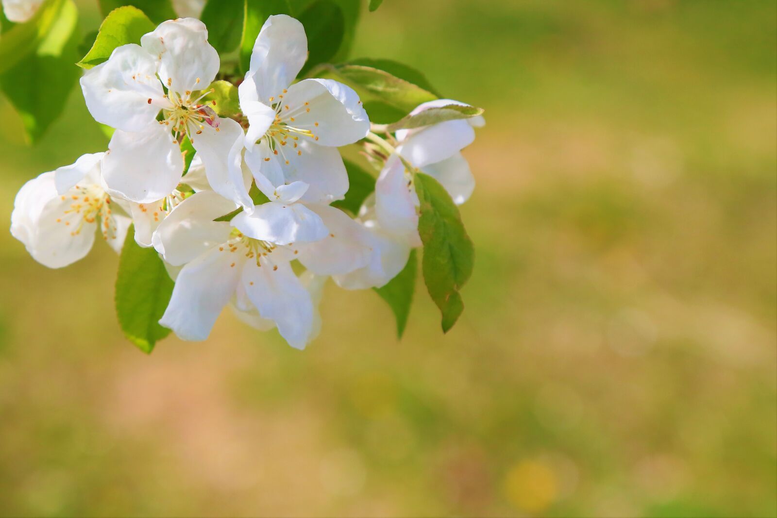 Canon EF 24-105mm F4L IS USM sample photo. Flower, white, spring photography