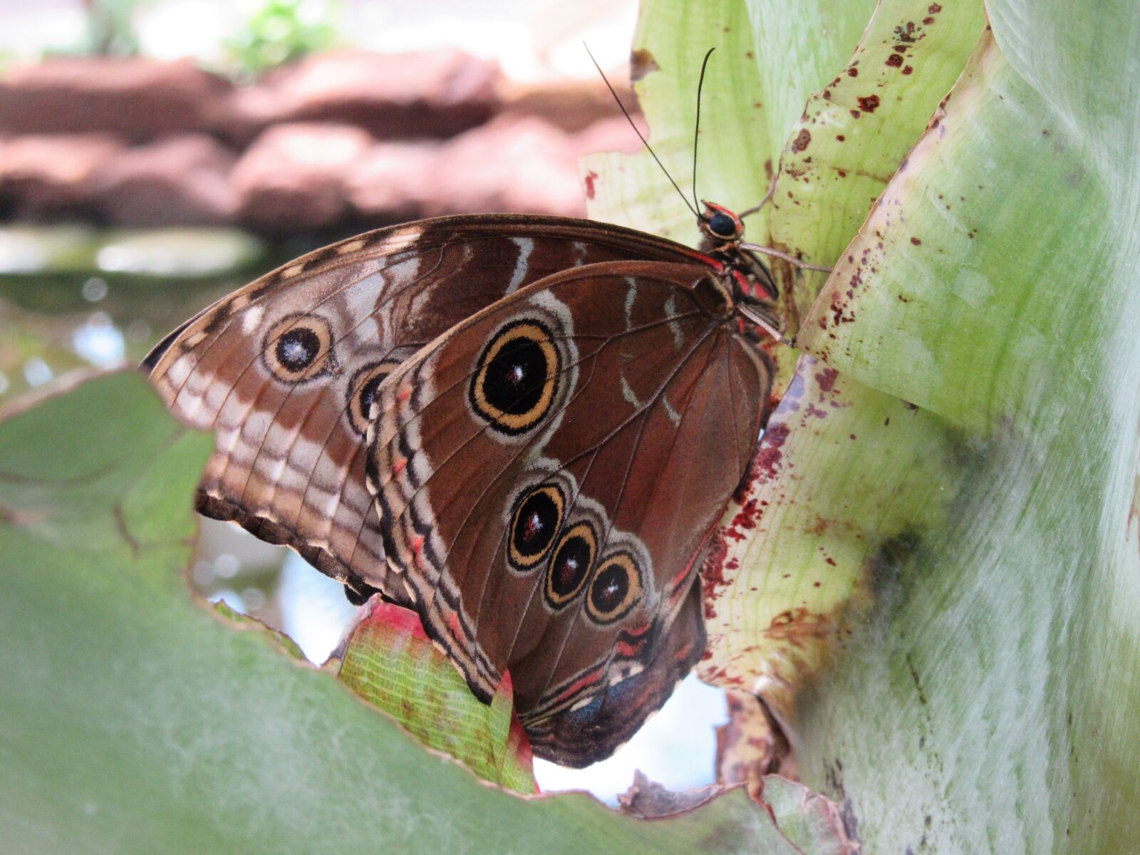 Canon PowerShot SX610 HS sample photo. Butterfly, summer, garden photography