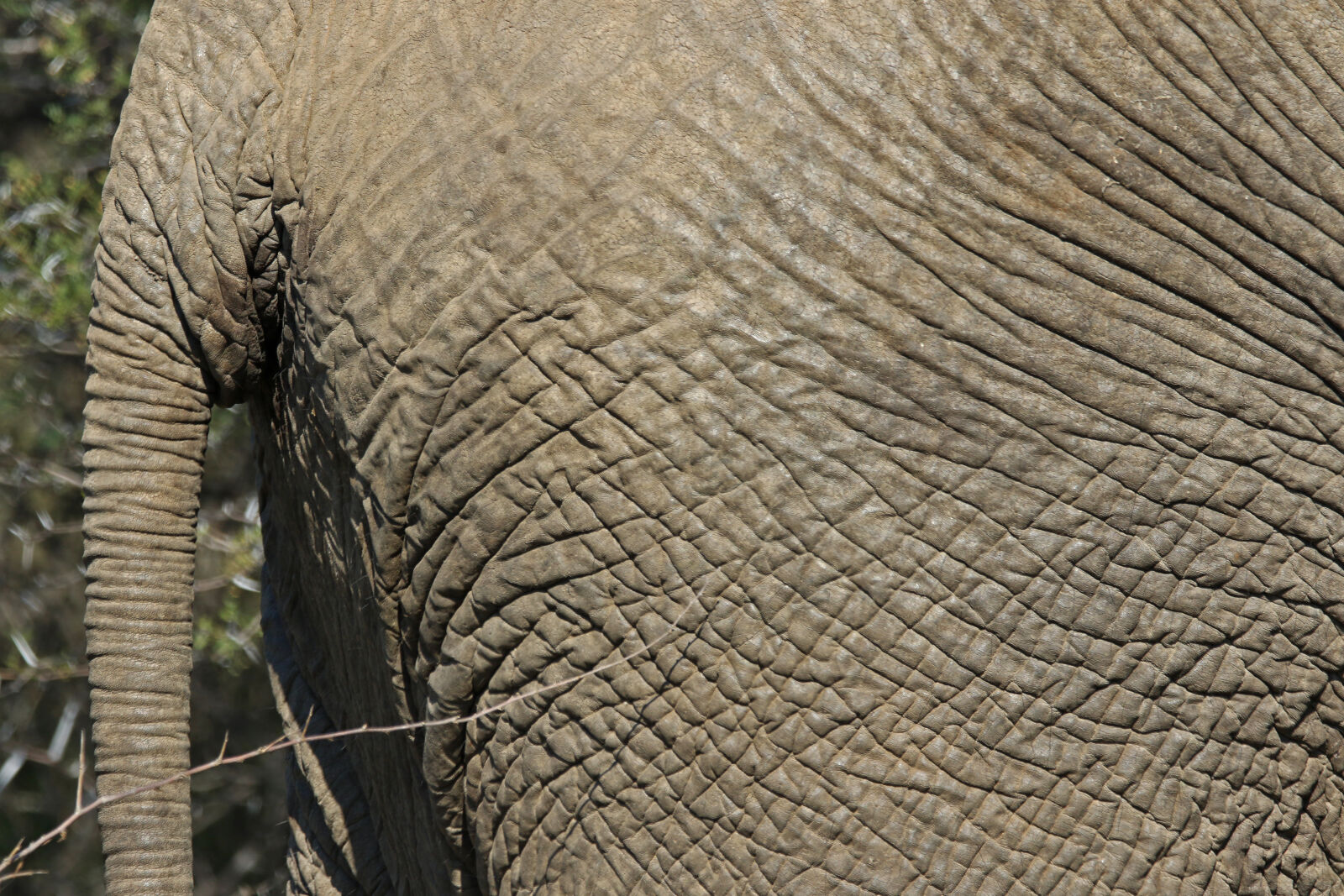 Canon EOS 7D Mark II sample photo. Africa, animal, big, big photography