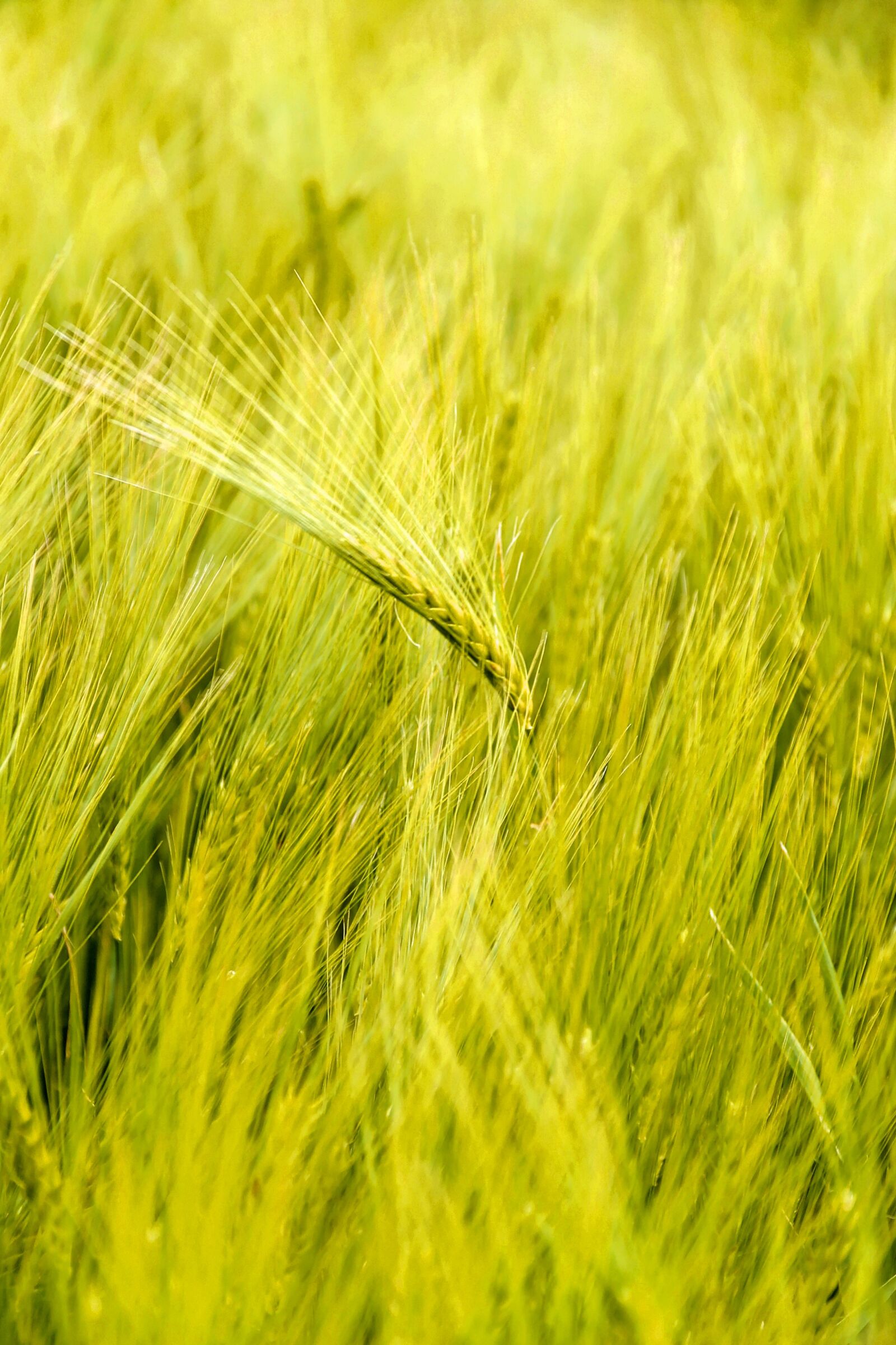Canon EOS 10D sample photo. Wheat, field, cereals photography