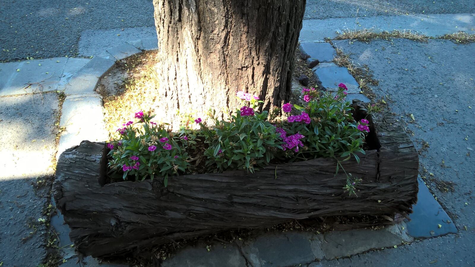 Microsoft Lumia 640 LTE sample photo. Nature, flower, wood photography