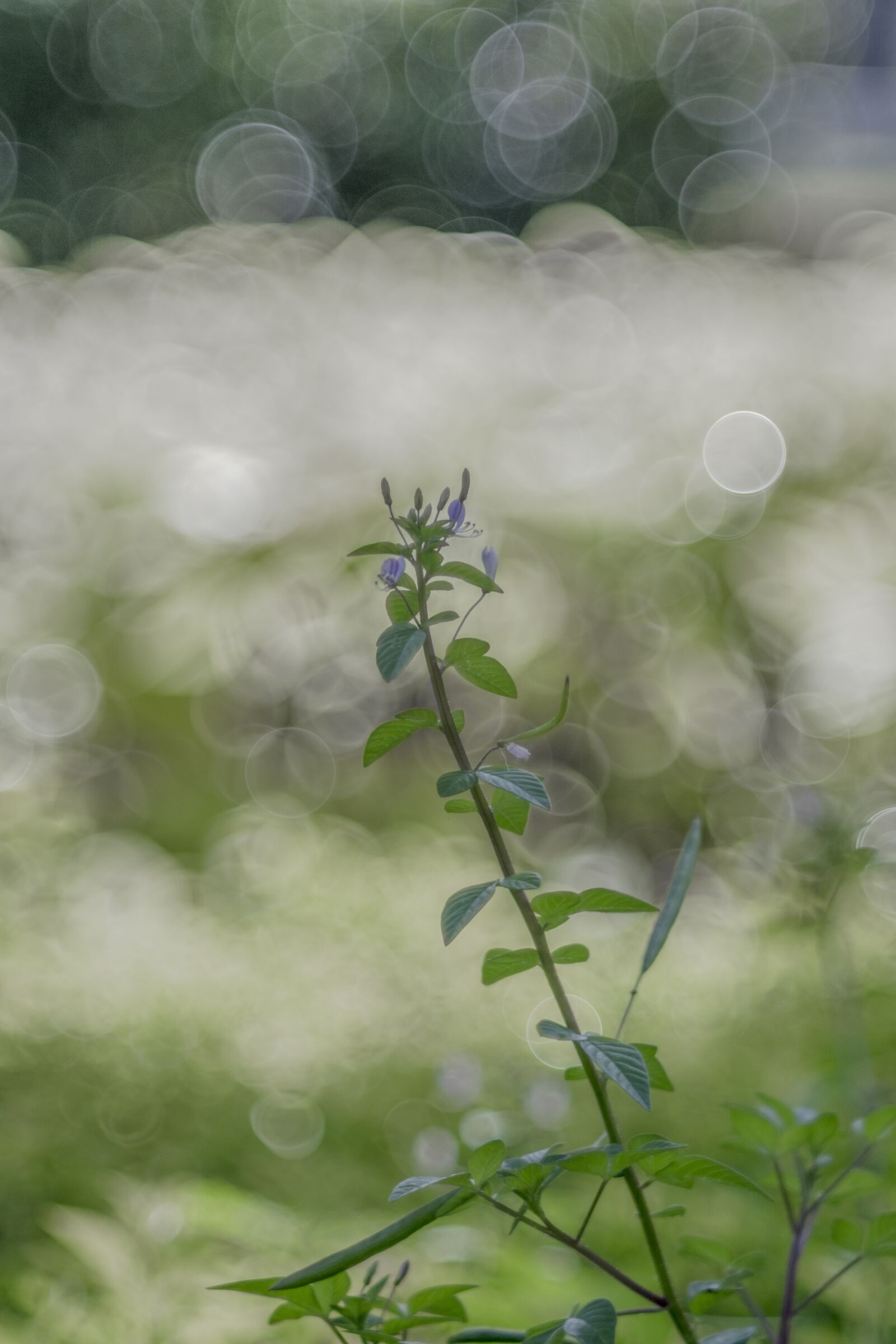 Fujifilm X-T20 sample photo. Grass, bokeh, bubble photography