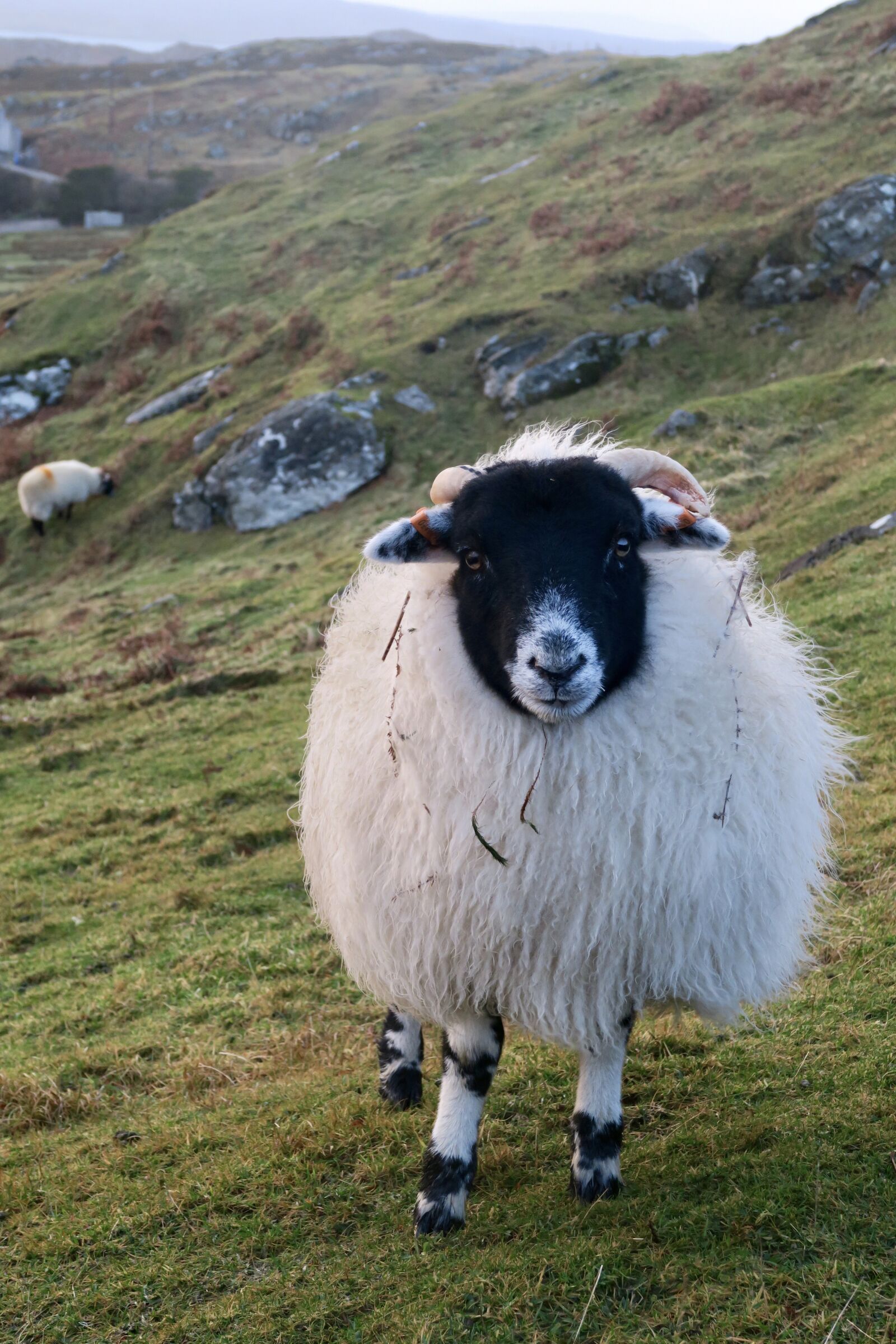 Canon PowerShot G7 X sample photo. Animals, sheep, scotland photography