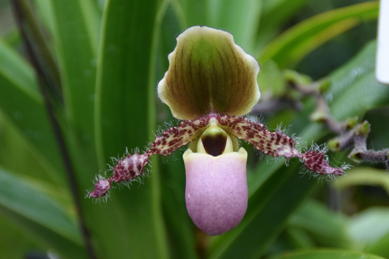 Nikon D5300 sample photo. Orchid, close up, blossom photography