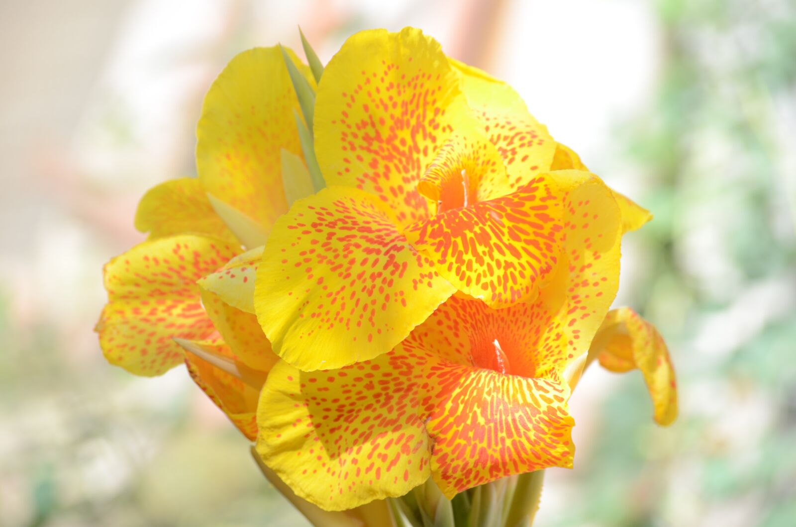 Nikon D5100 sample photo. Flower, yellow, nature photography
