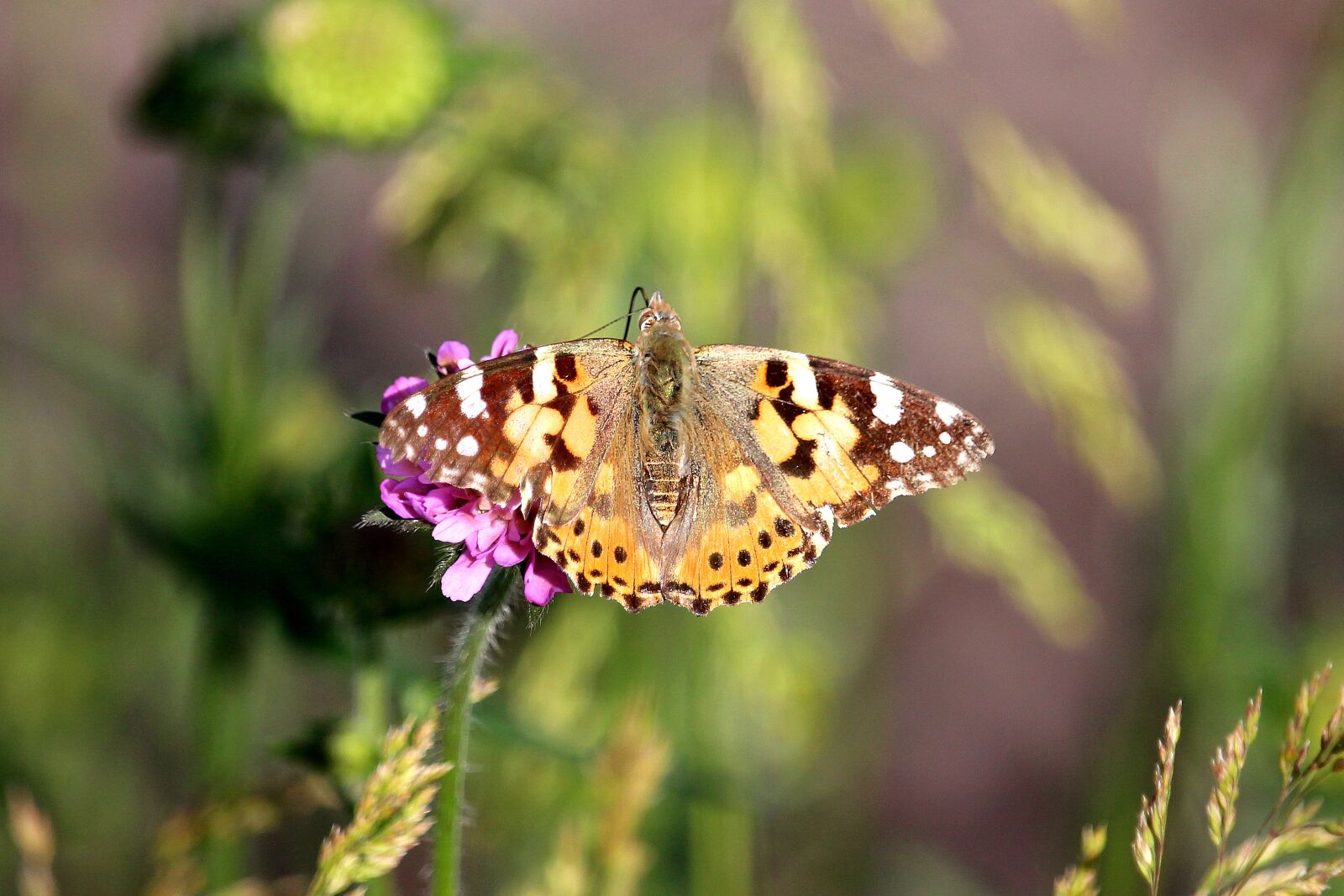 Canon EF-S 55-250mm F4-5.6 IS STM sample photo. Butterfly, close up, nature photography