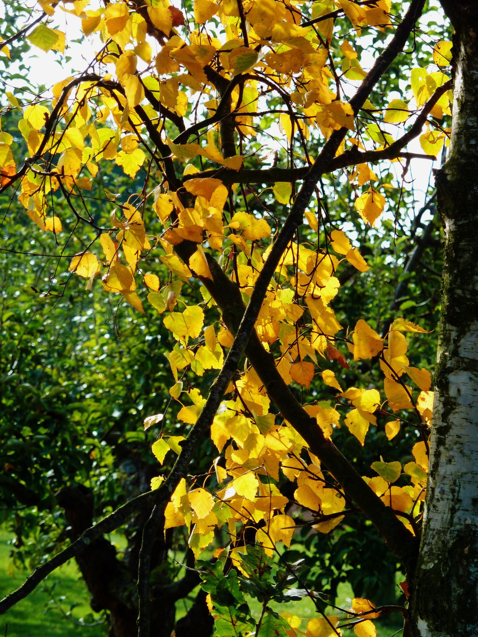 Panasonic DMC-TZ7 sample photo. Autumn, autumn leaf, fall photography