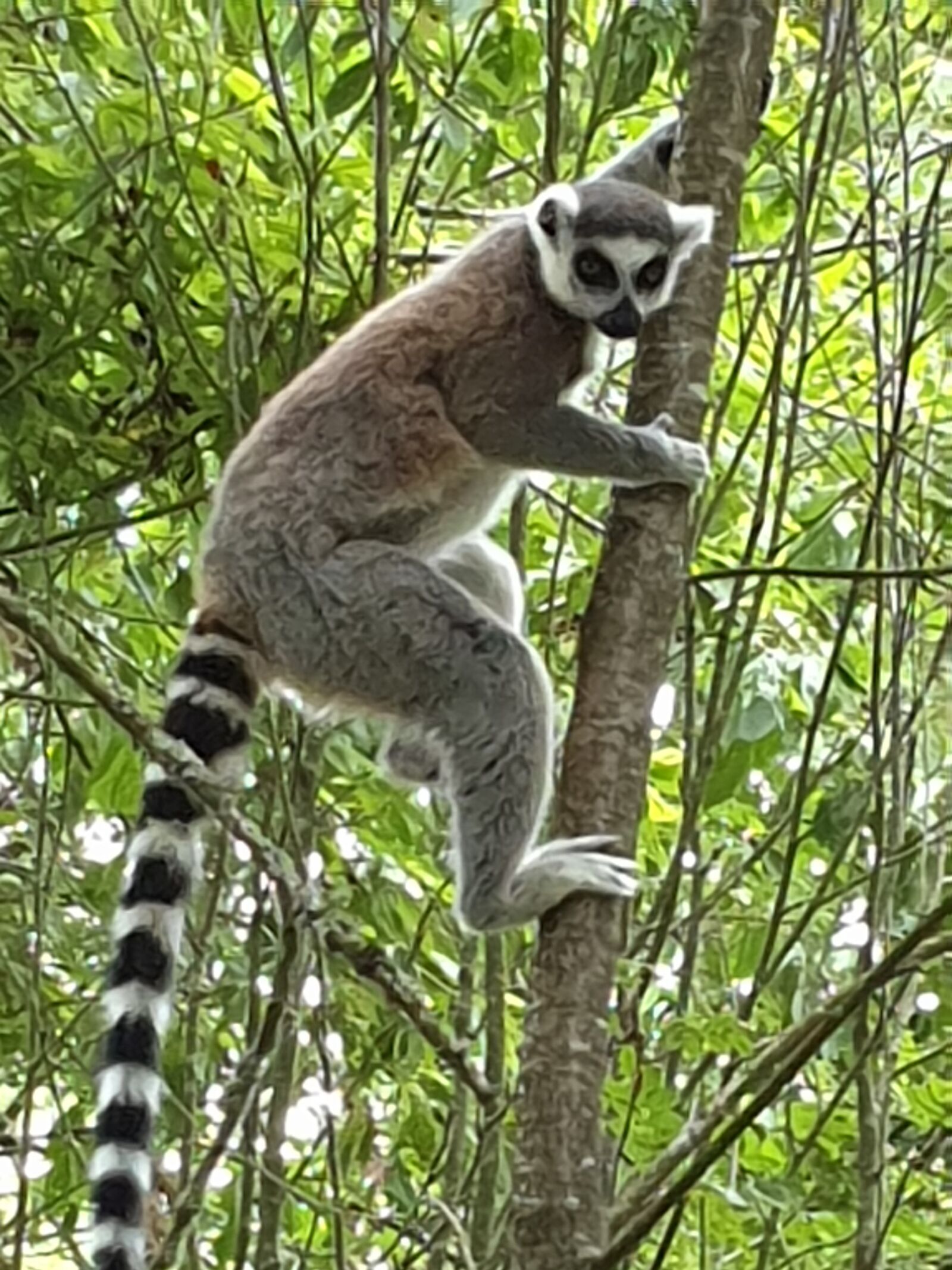 Samsung Galaxy S9 sample photo. Tier, nature, zoo photography