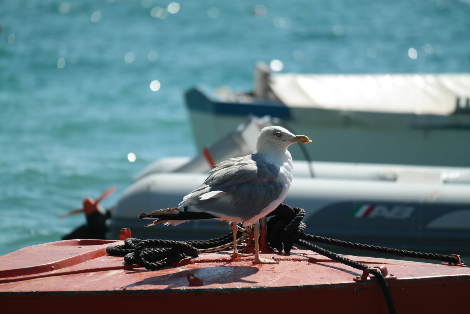 Samsung NX30 + NX 50-200mm F4-5.6 sample photo. Gull, boat, water photography