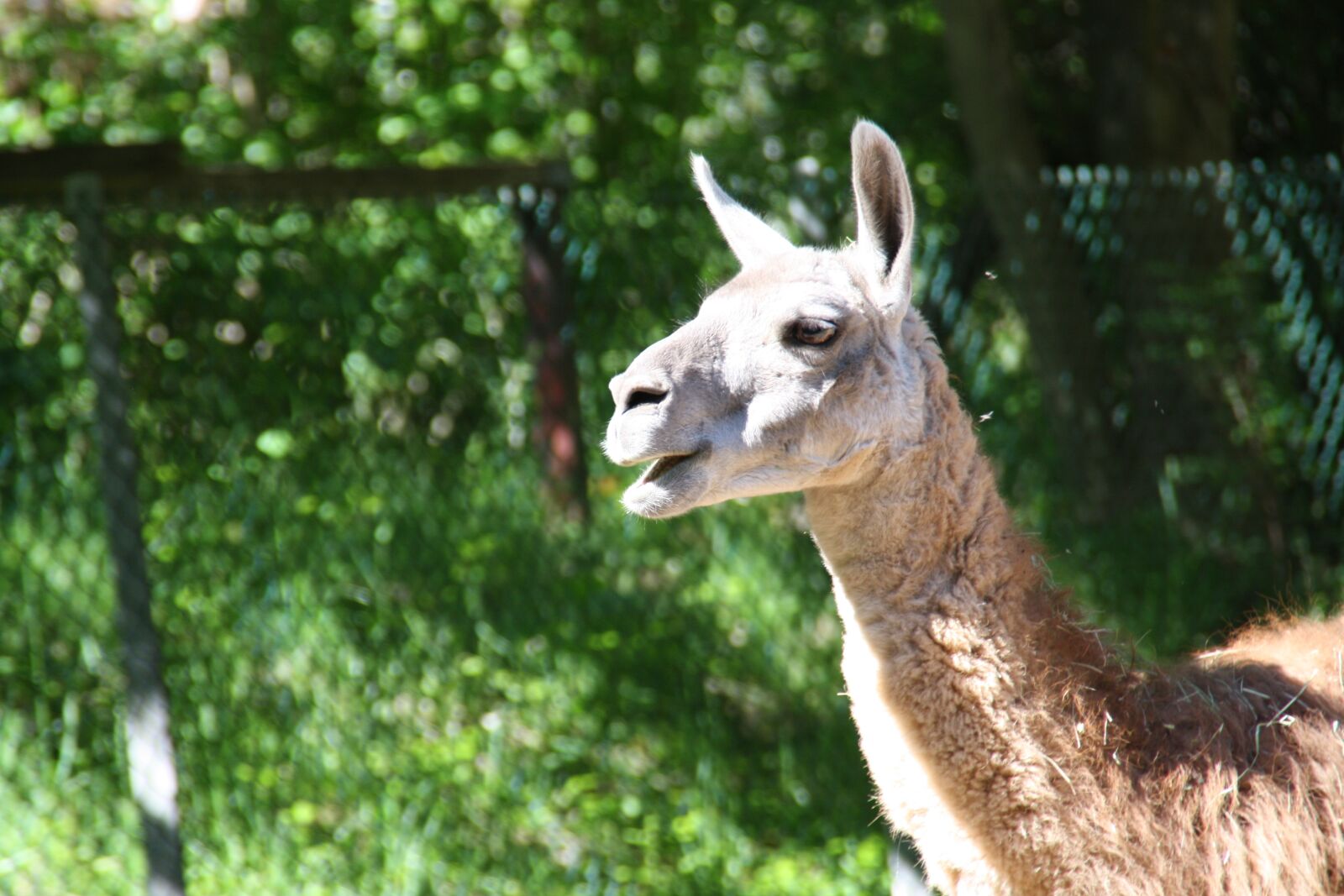 Canon EOS 1000D (EOS Digital Rebel XS / EOS Kiss F) sample photo. Lama, look, animal photography