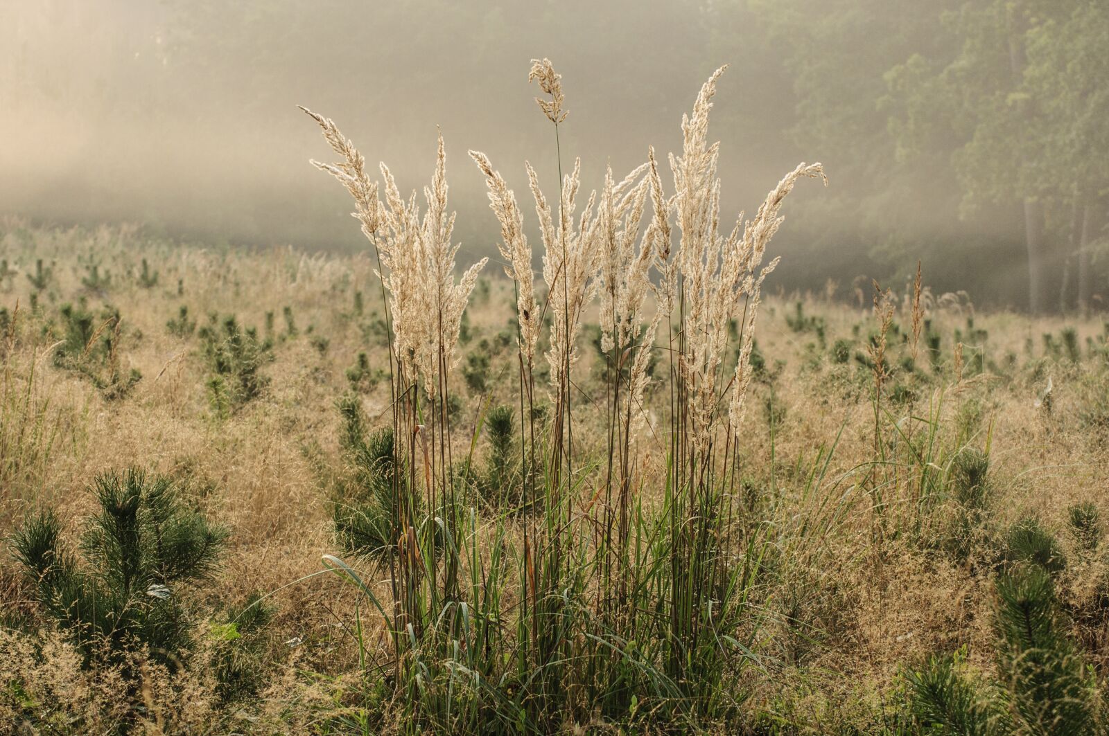 Nikon D90 sample photo. Nature, grass, morning photography