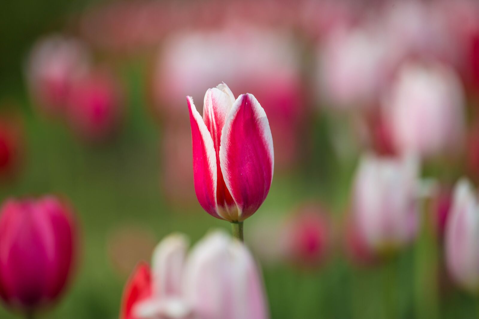 Canon EOS 6D + Canon EF 70-200mm F4L USM sample photo. Tulip, terry, closeup photography