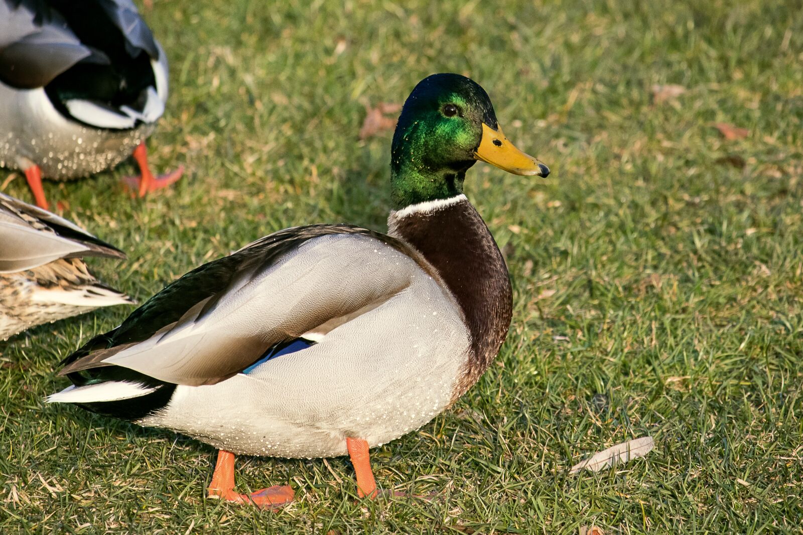 Canon EF-S 55-250mm F4-5.6 IS STM sample photo. Duck, drake, mallard photography