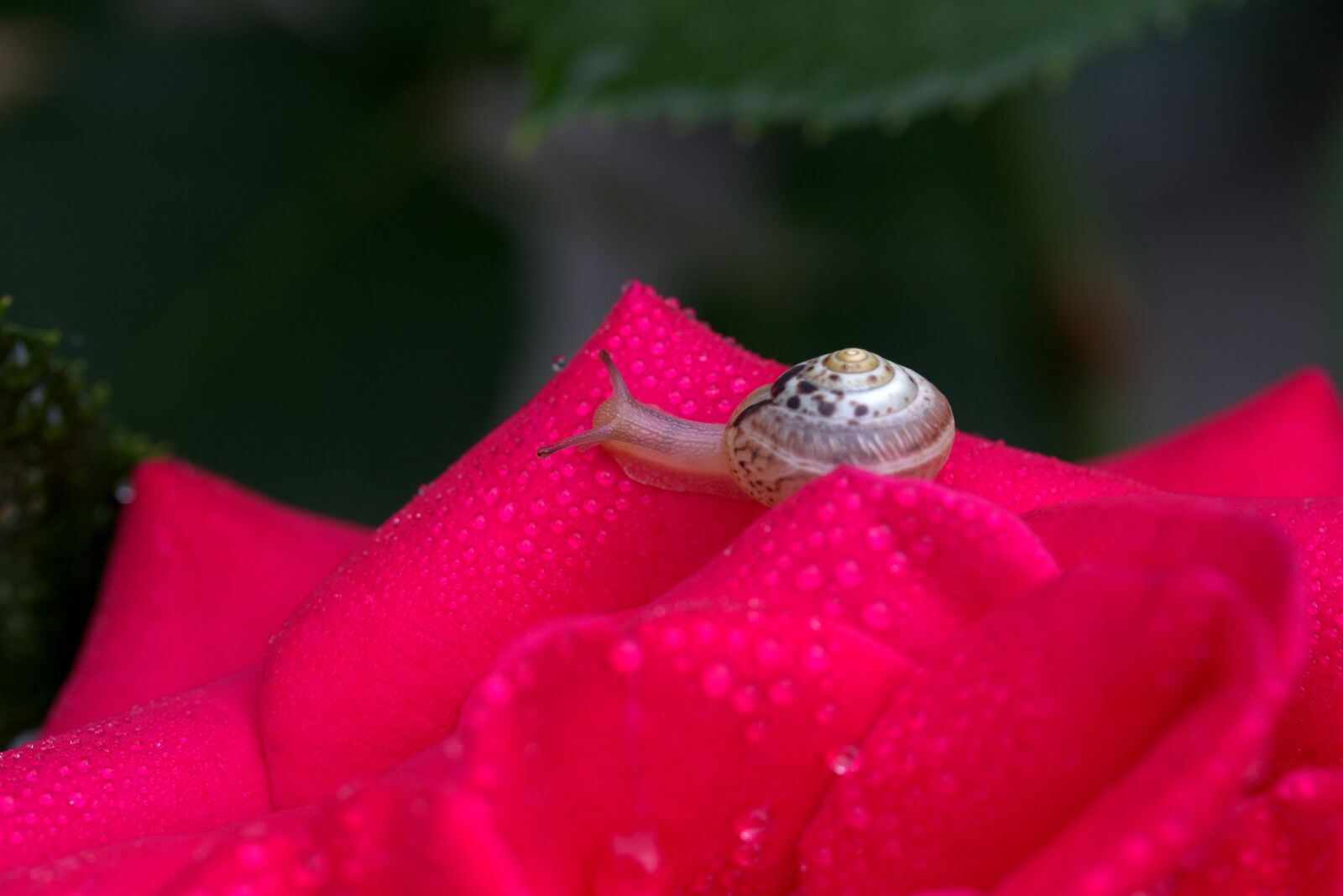 Canon EF-S 60mm F2.8 Macro USM sample photo. Snail, rose, red photography
