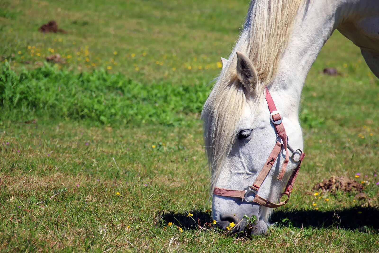 Canon EOS 700D (EOS Rebel T5i / EOS Kiss X7i) sample photo. Horse, horse head, pferdeportrait photography