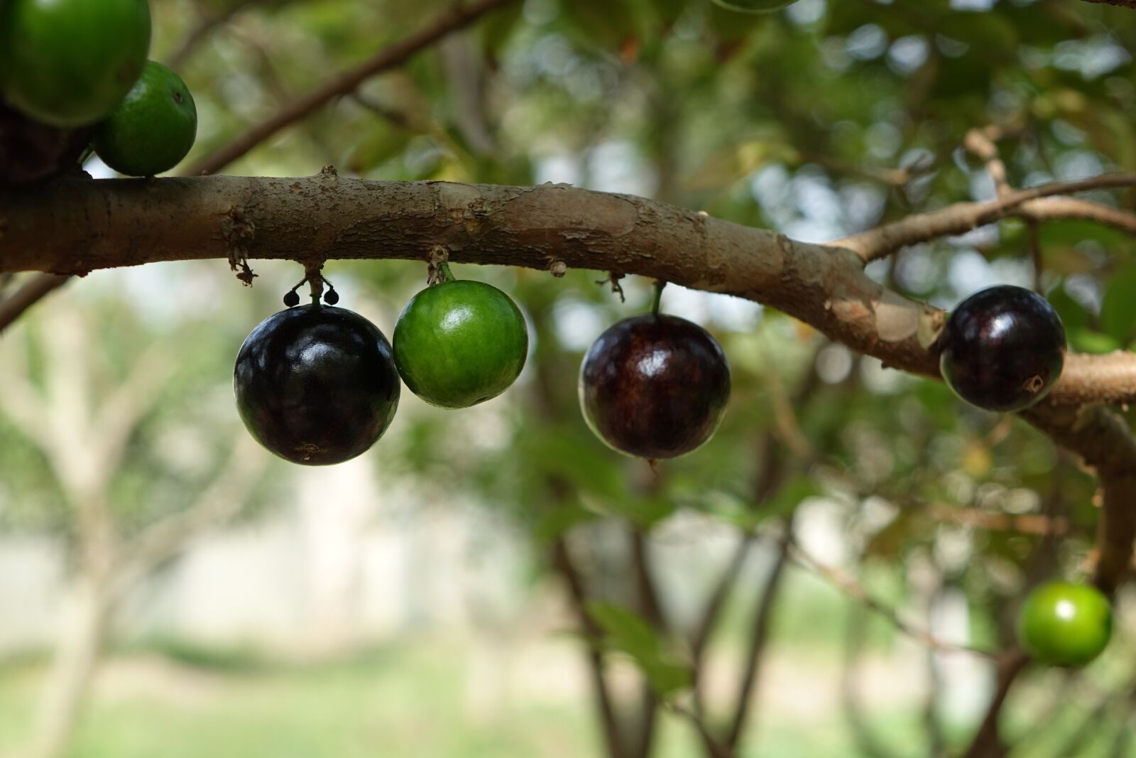 Sony Cyber-shot DSC-RX10 sample photo. Garbo greta fruit, tree photography