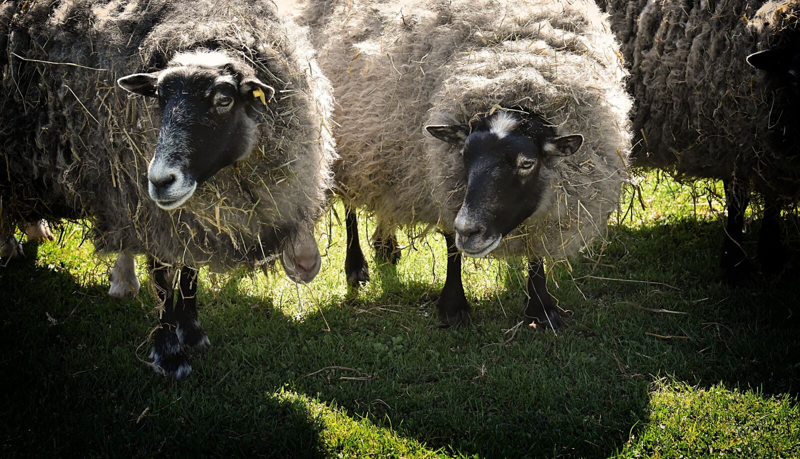 Nikon D7200 sample photo. Sheep, wool, animal photography