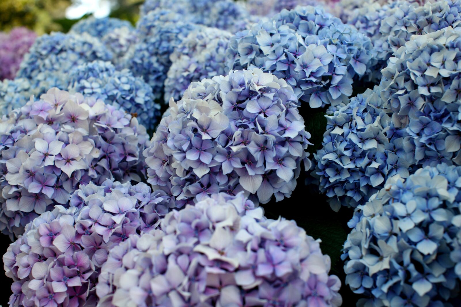 Canon EOS 5D sample photo. Hydrangea, flowers, blue photography