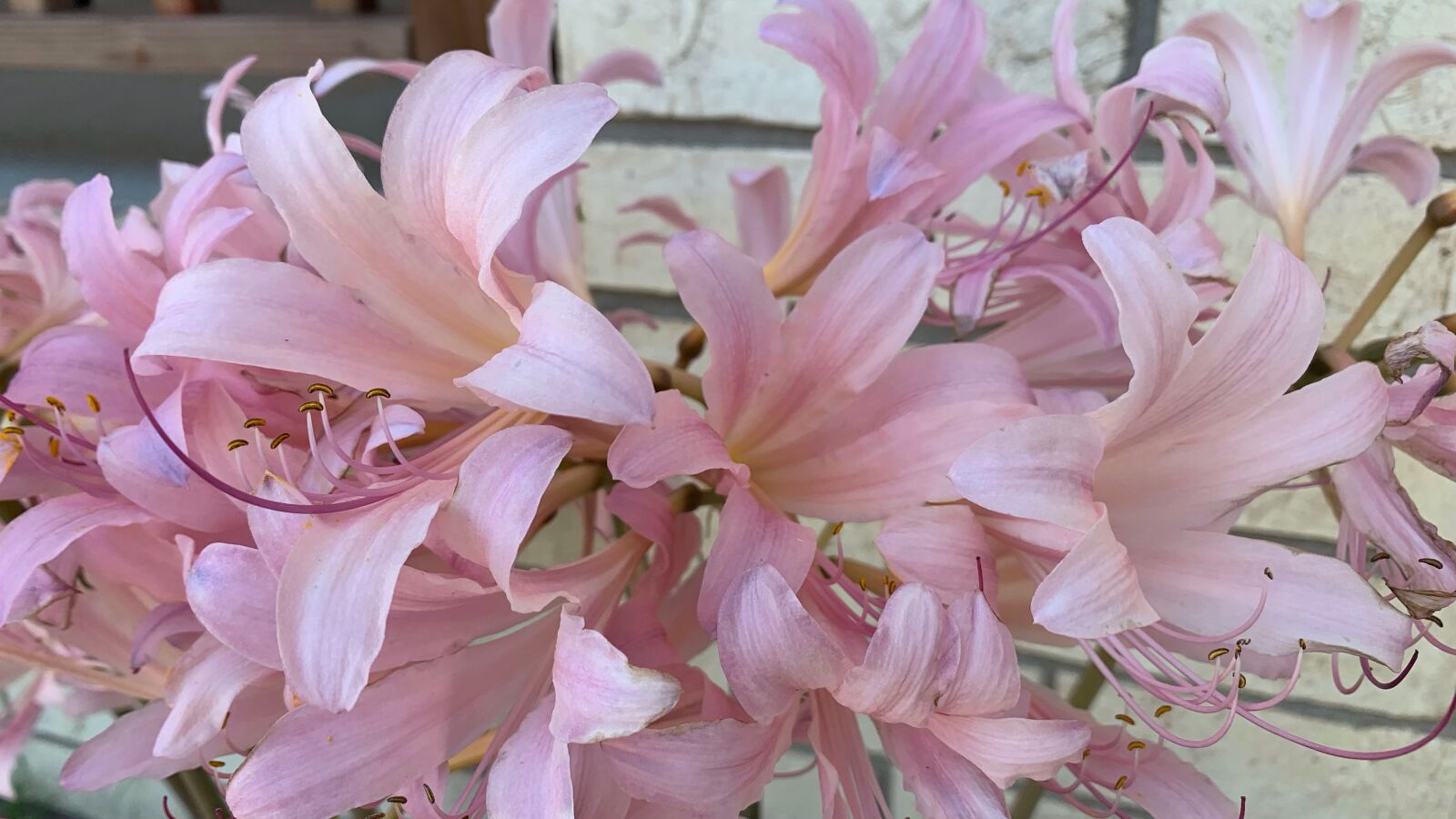 iPhone XS back dual camera 4.25mm f/1.8 sample photo. Pink, flowers, lilly photography