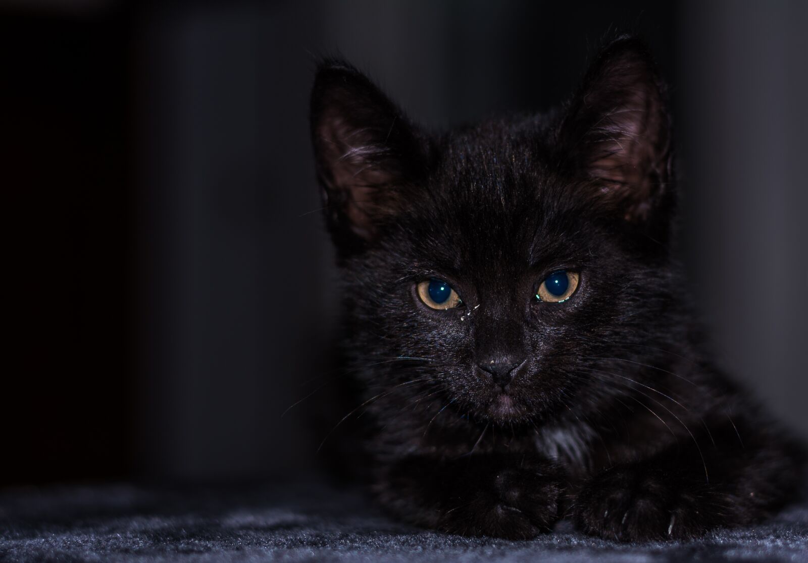 Nikon D5200 sample photo. Baby cat, cat baby photography