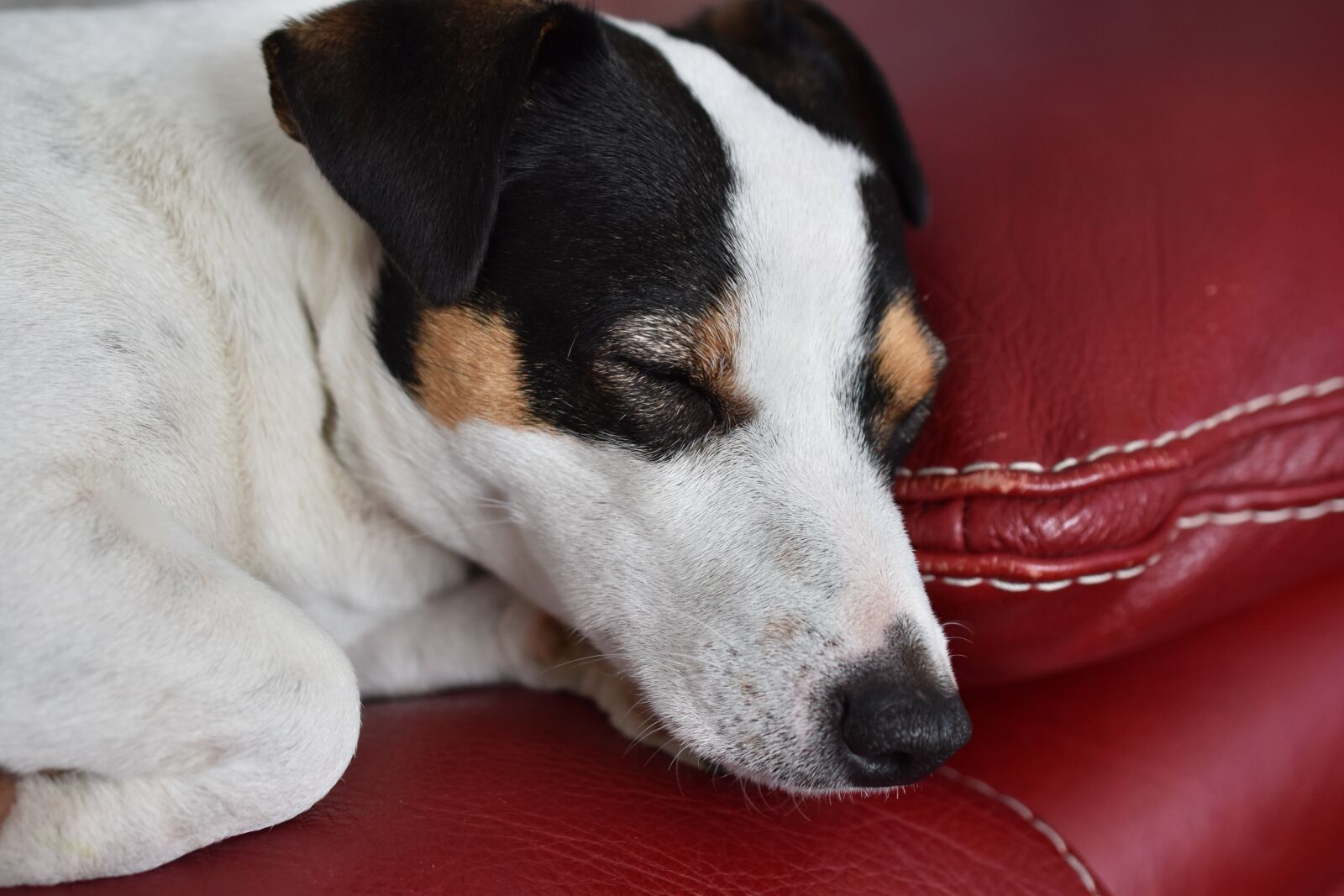 Nikon D5600 sample photo. Jack russel, dog, animals photography