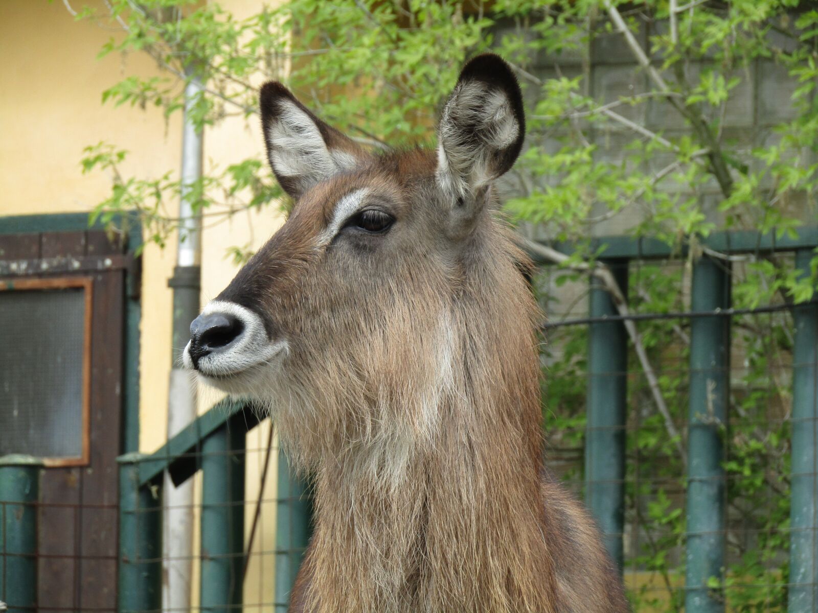 Canon PowerShot SX410 IS sample photo. Mammal, zoo, head photography