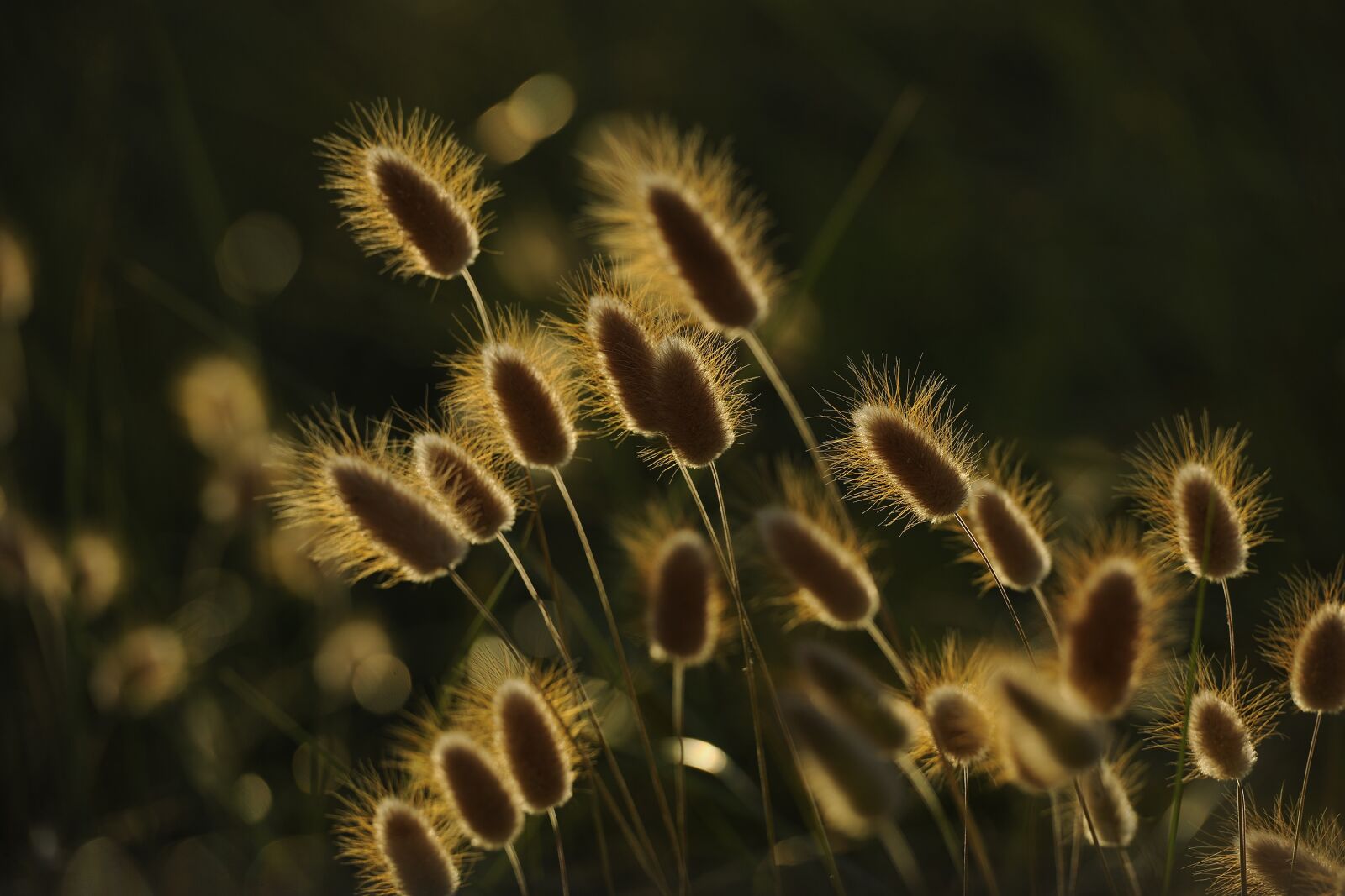 Nikon D3X sample photo. Spikes, sunset, wheat photography