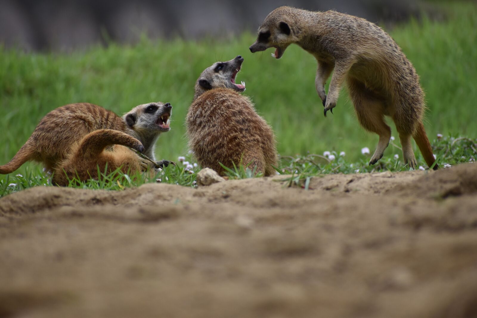 Nikon D5600 sample photo. Meerkat, animal, zoo photography