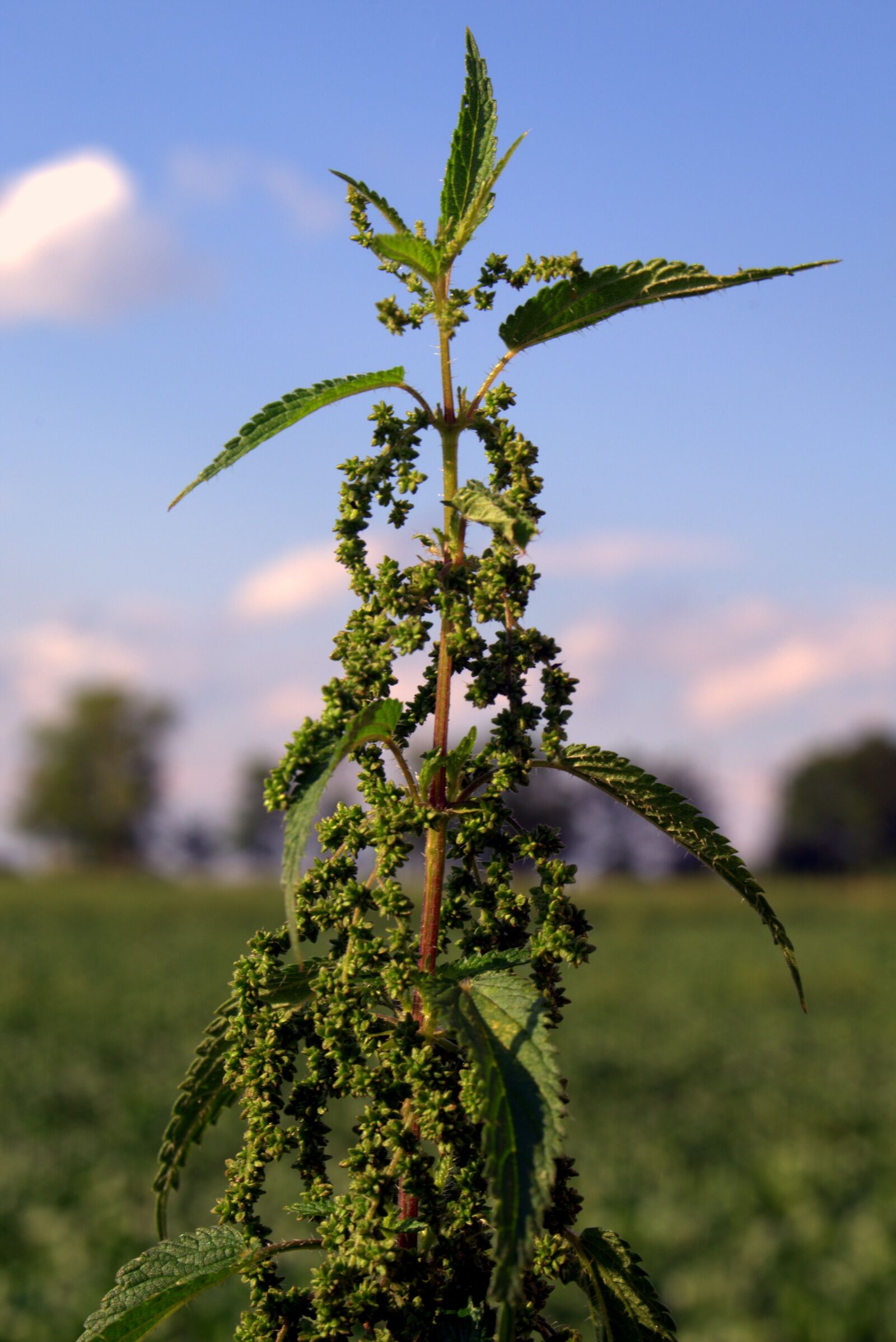 Pentax K-S2 sample photo. Stinging nettle, herb, weed photography