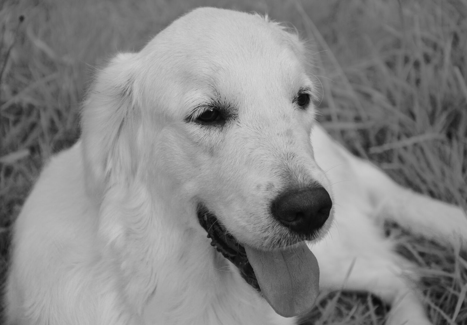 Nikon D5200 sample photo. Dog lie, golden retriever photography