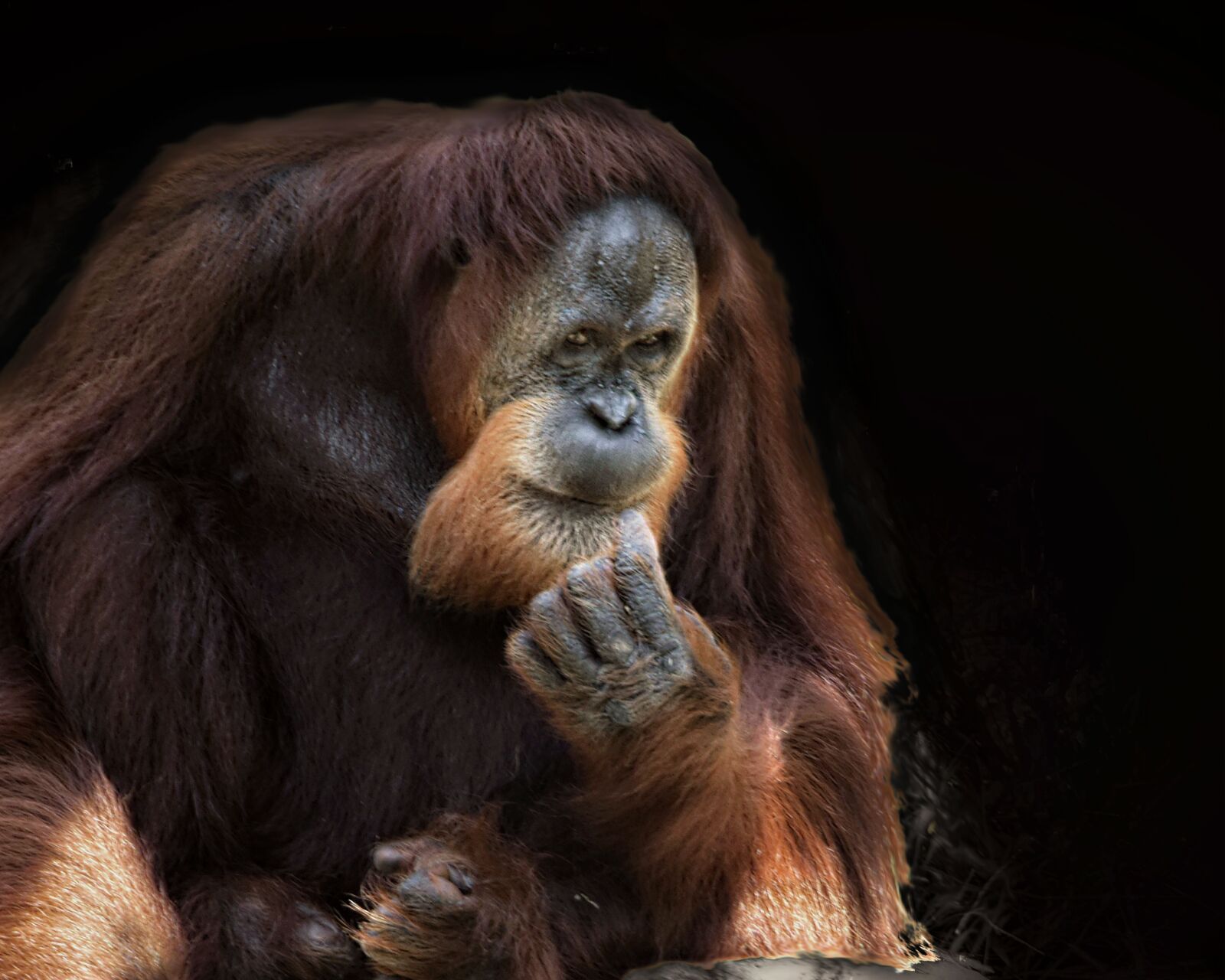Nikon D810 sample photo. "Orangutan, primate, wild" photography