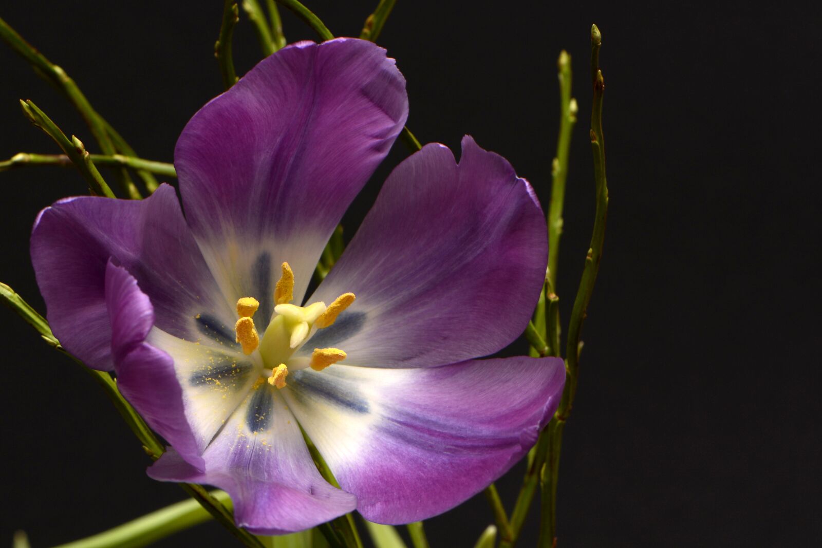 Nikon D7100 sample photo. Tulips, spring, violet photography