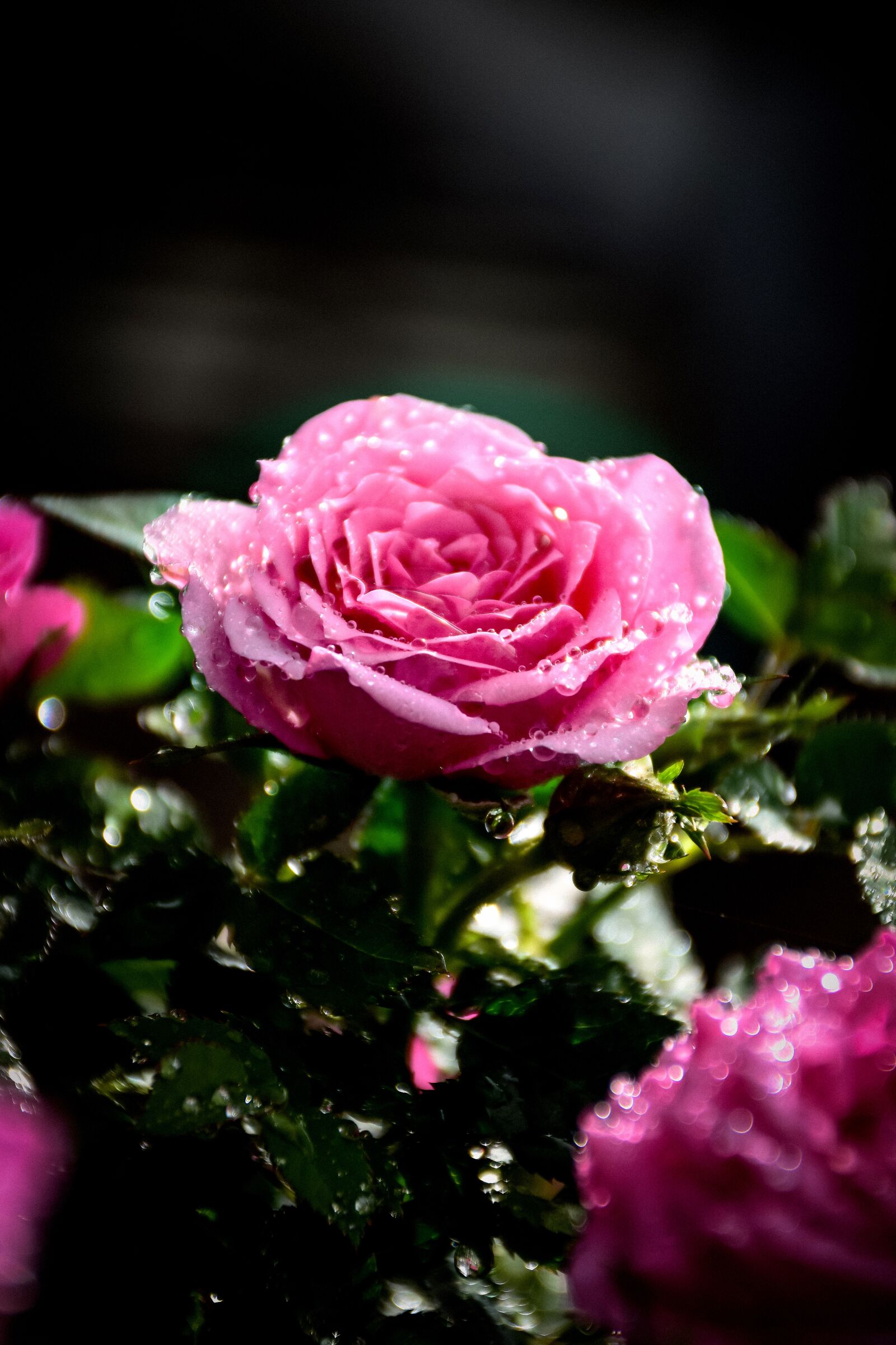 Nikon D7200 sample photo. Flower, rose, valentine photography