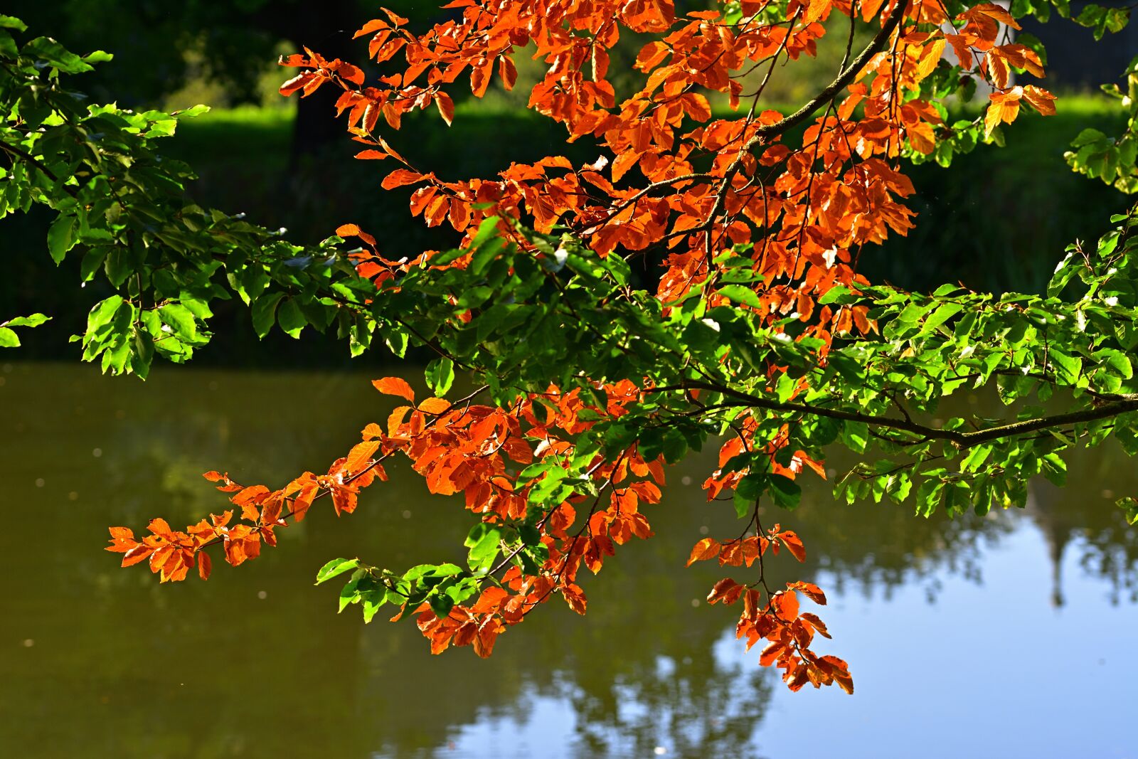 Nikon D5200 sample photo. Autumn, leaves, fall color photography