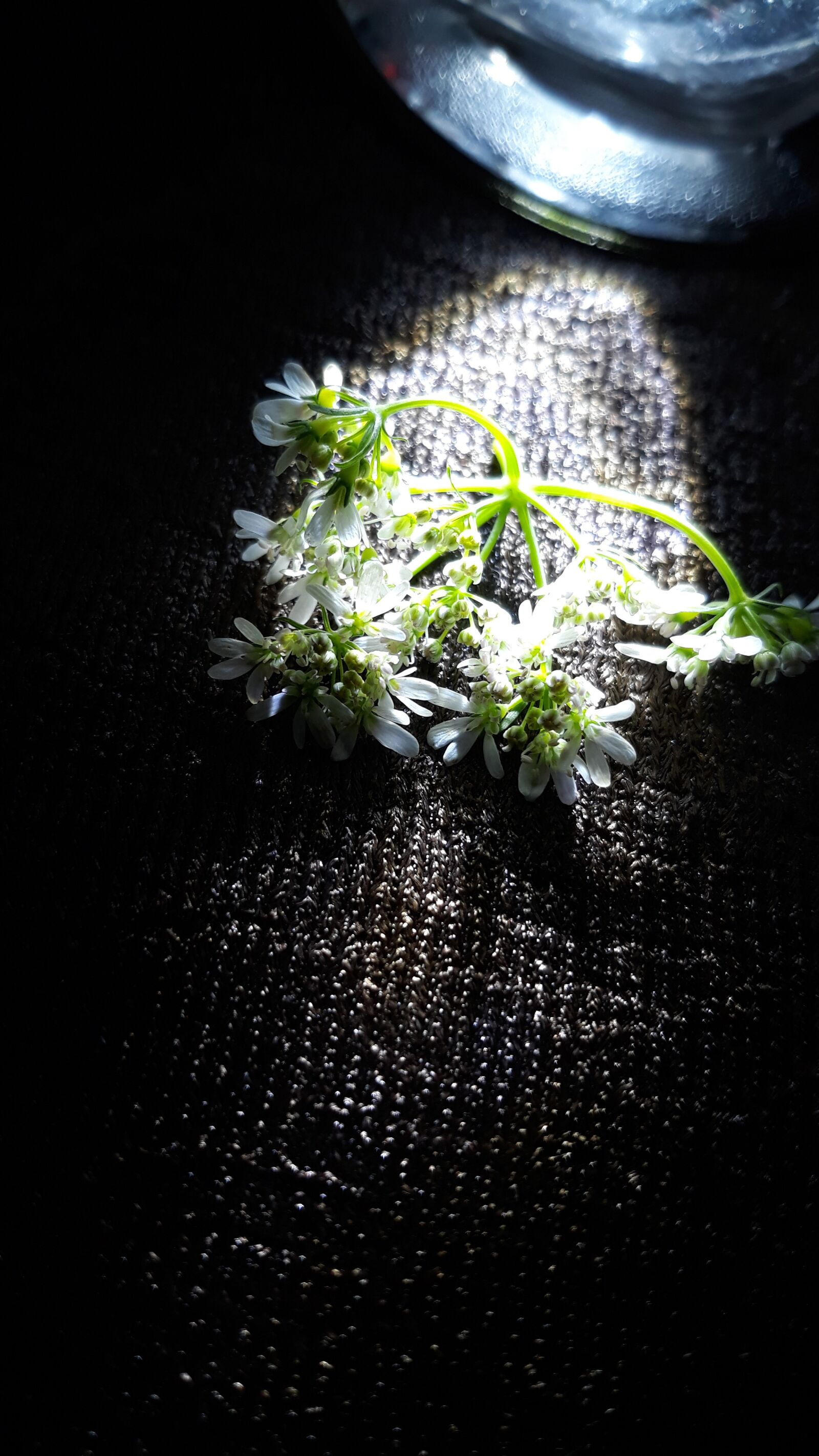 Samsung Galaxy J7 Pro sample photo. Flower, coriander flower, photography photography