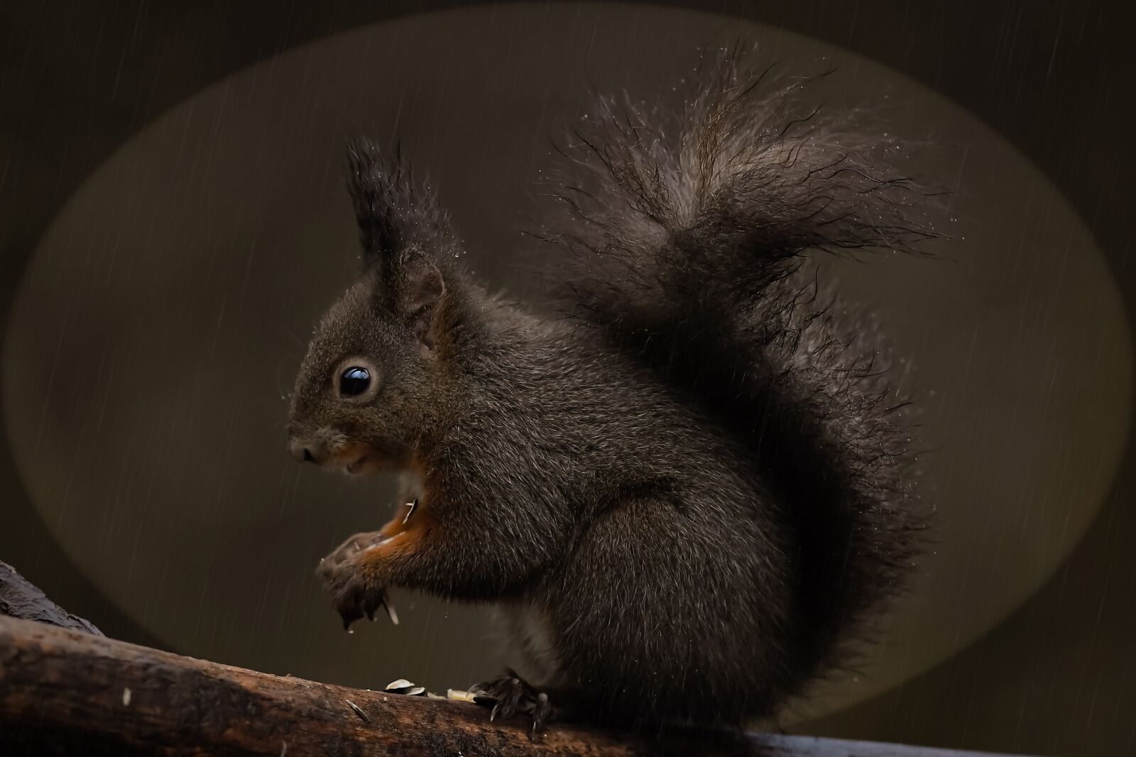 Nikon D5 sample photo. Squirrel with rain, wet photography