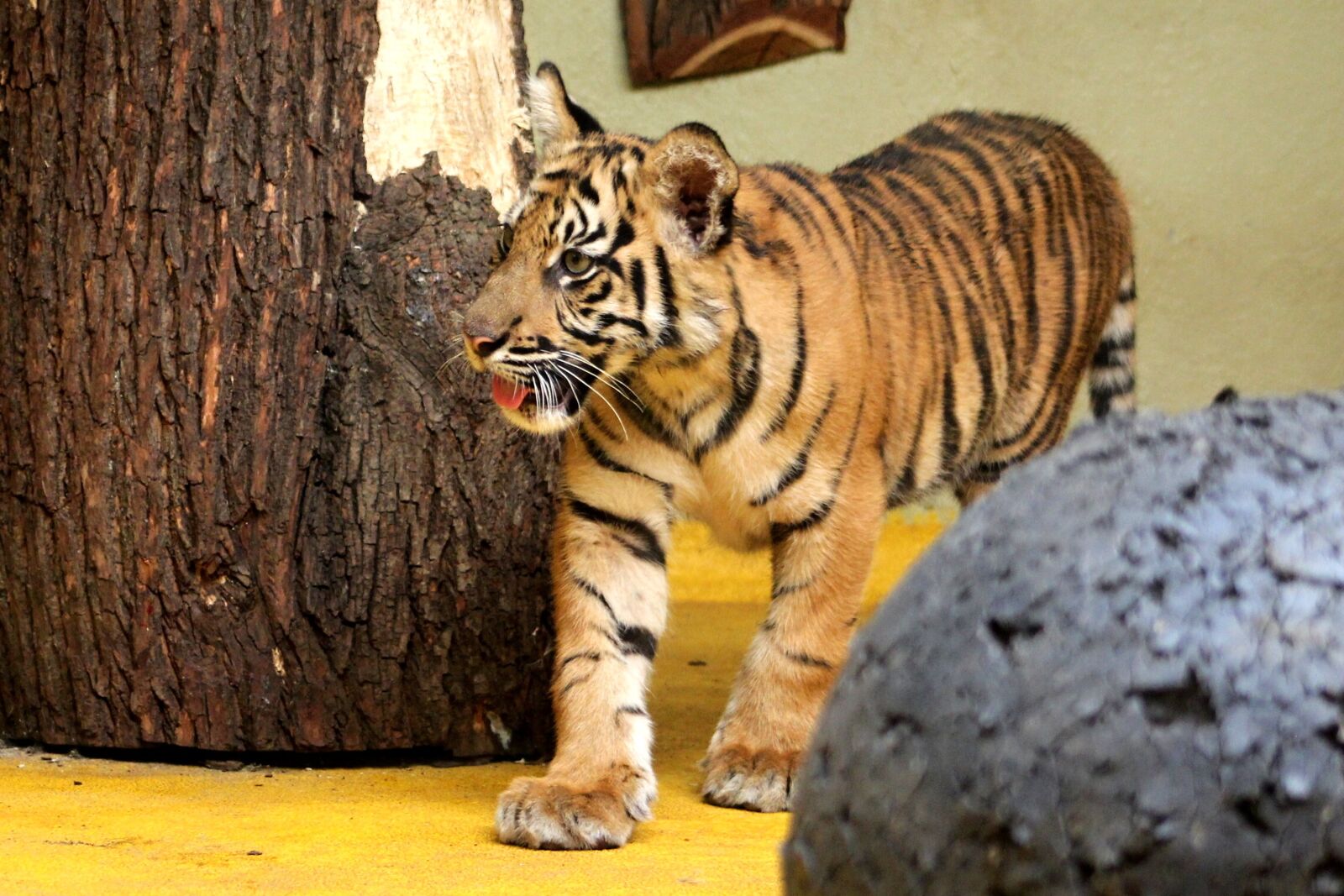 Canon EOS 600D (Rebel EOS T3i / EOS Kiss X5) sample photo. Tiger, sumatran, cub photography