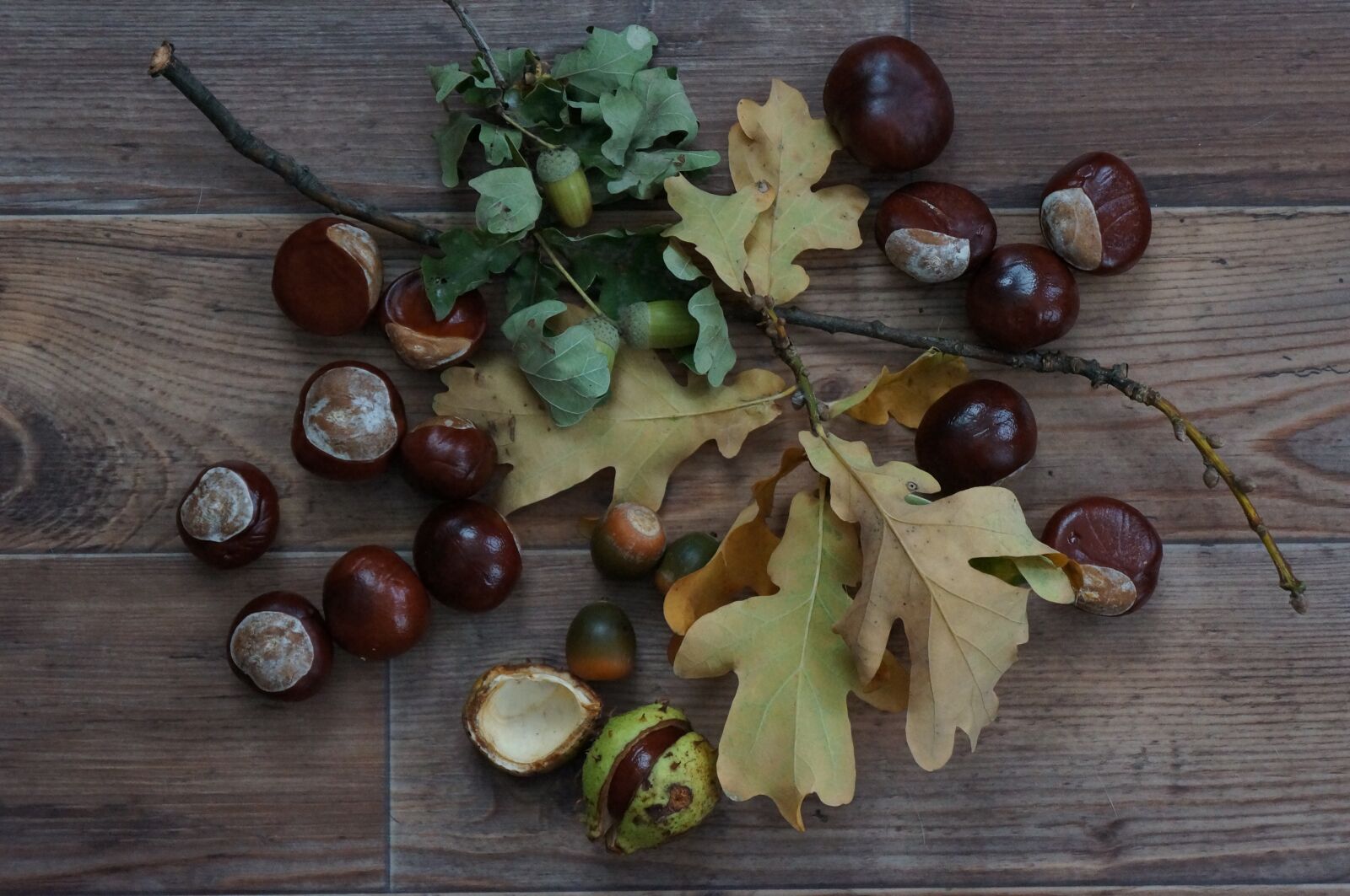 Sony Alpha NEX-5N + Sony E 18-55mm F3.5-5.6 OSS sample photo. Autumn, acorns, chestnut photography