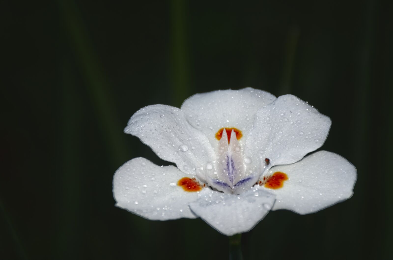 Nikon D7200 sample photo. Flower, white, garden photography