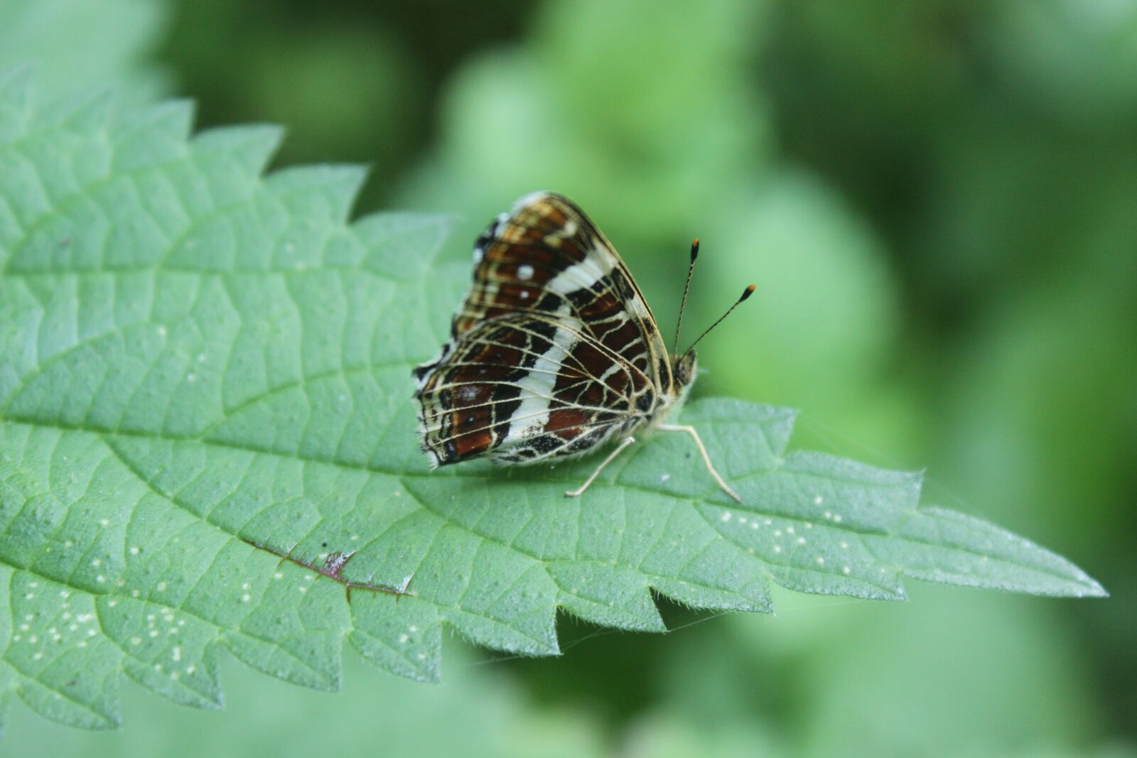 Canon EOS 600D (Rebel EOS T3i / EOS Kiss X5) sample photo. Butterfly, insect, nature photography